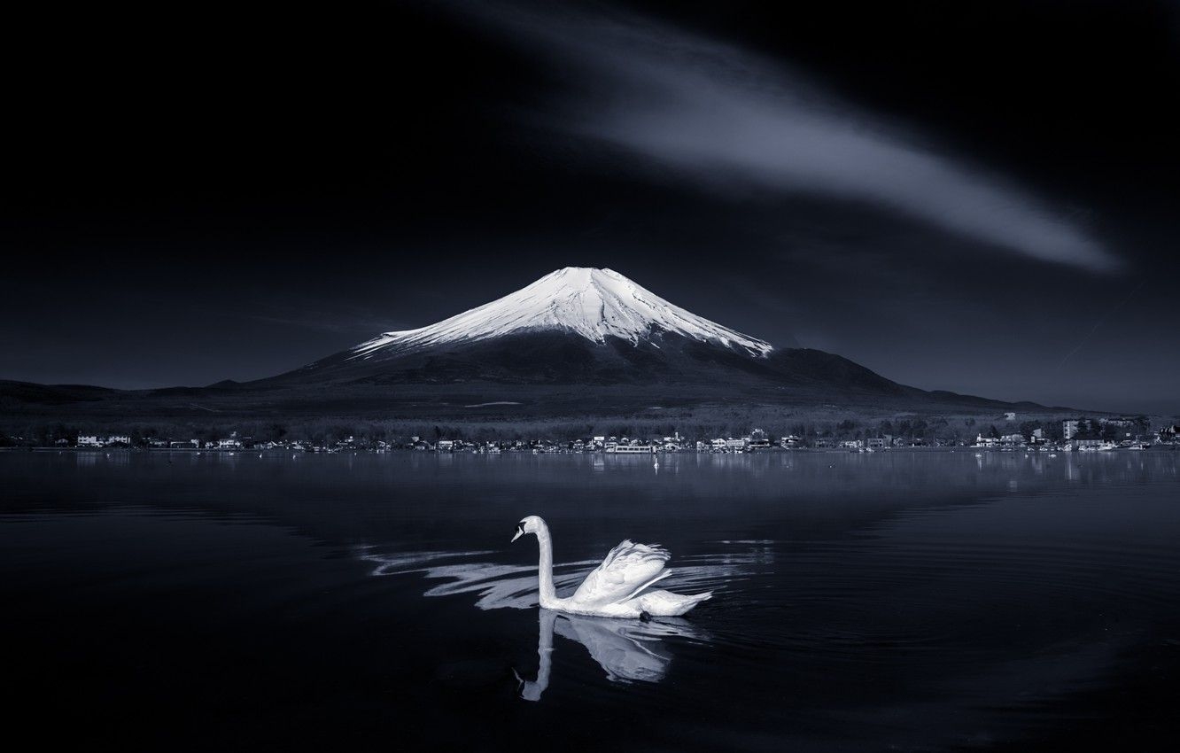 1340x850 Wallpaper white, the dark background, bird, mountain, Japan, Swan, pond, Fuji image for desktop, section животные, Desktop