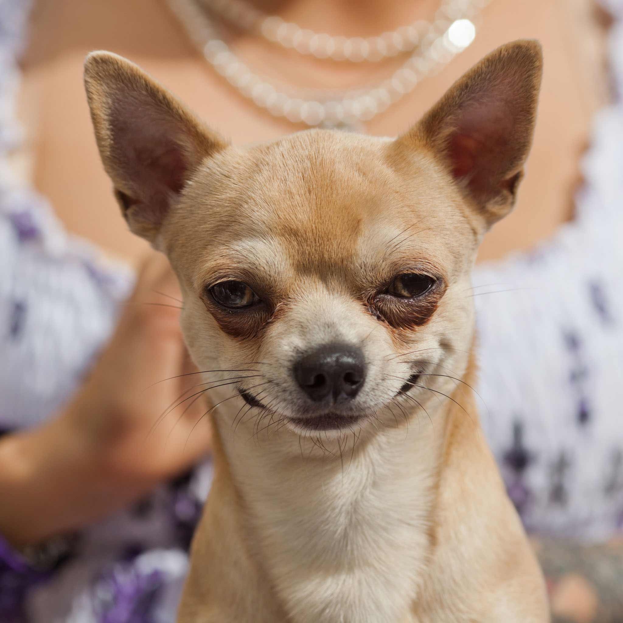 2050x2050 Chihuahua wallpaper, Animal, HQ Chihuahua pictureK, Phone