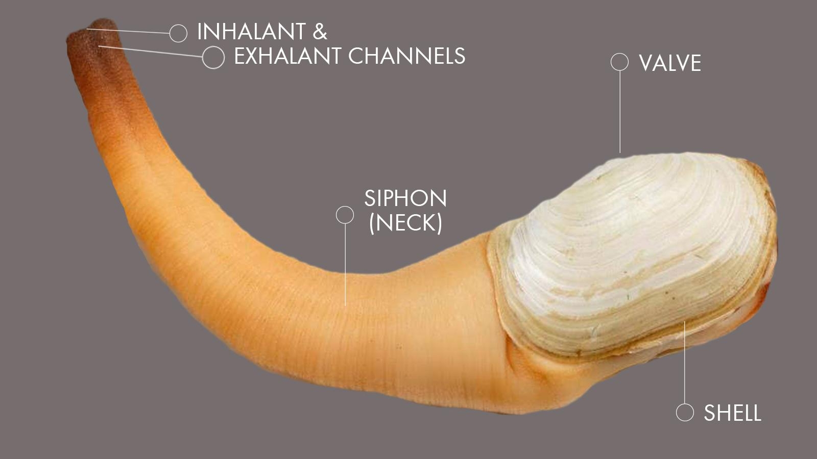 1600x900 Geoducks: The World's Most NSFW Mollusk, Desktop