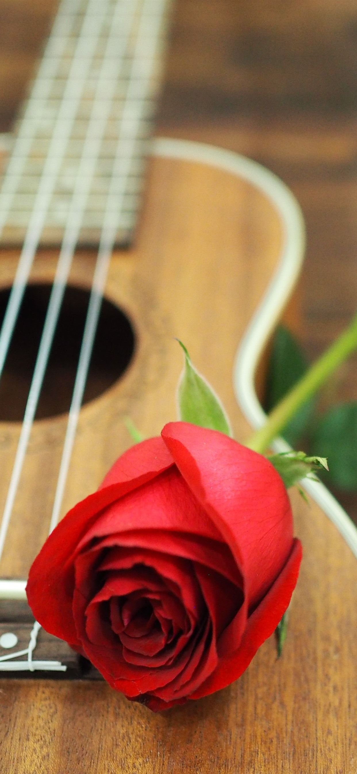 1250x2690 Red Rose, Guitar  IPhone 11 Pro XS Max Wallpaper, Phone