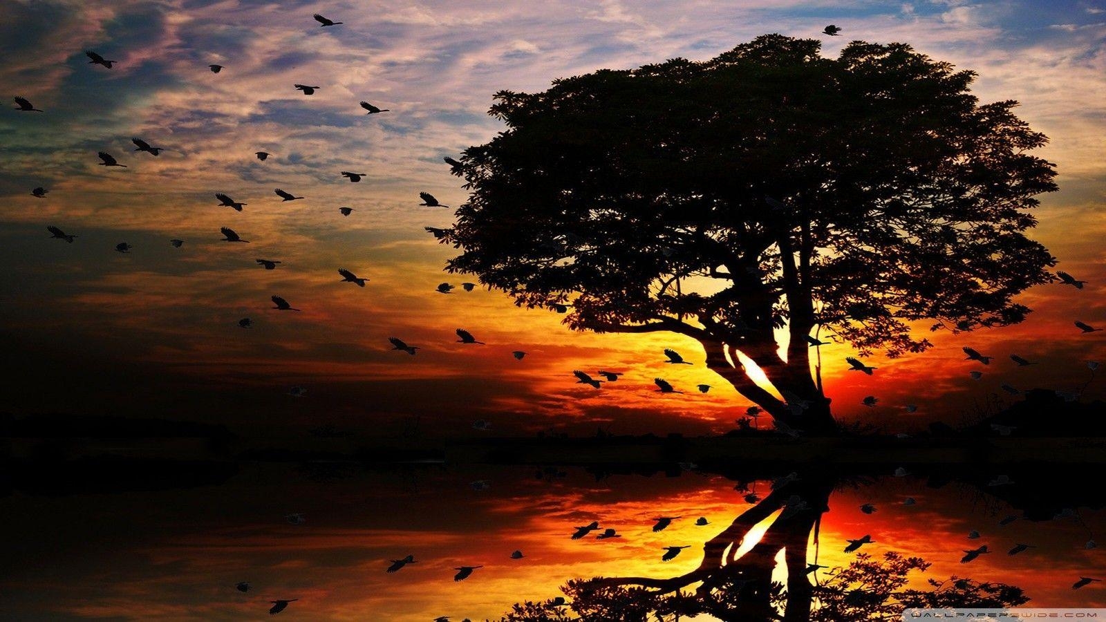 1600x900 A flock of birds flying ahead the sunset wallpaper, Desktop