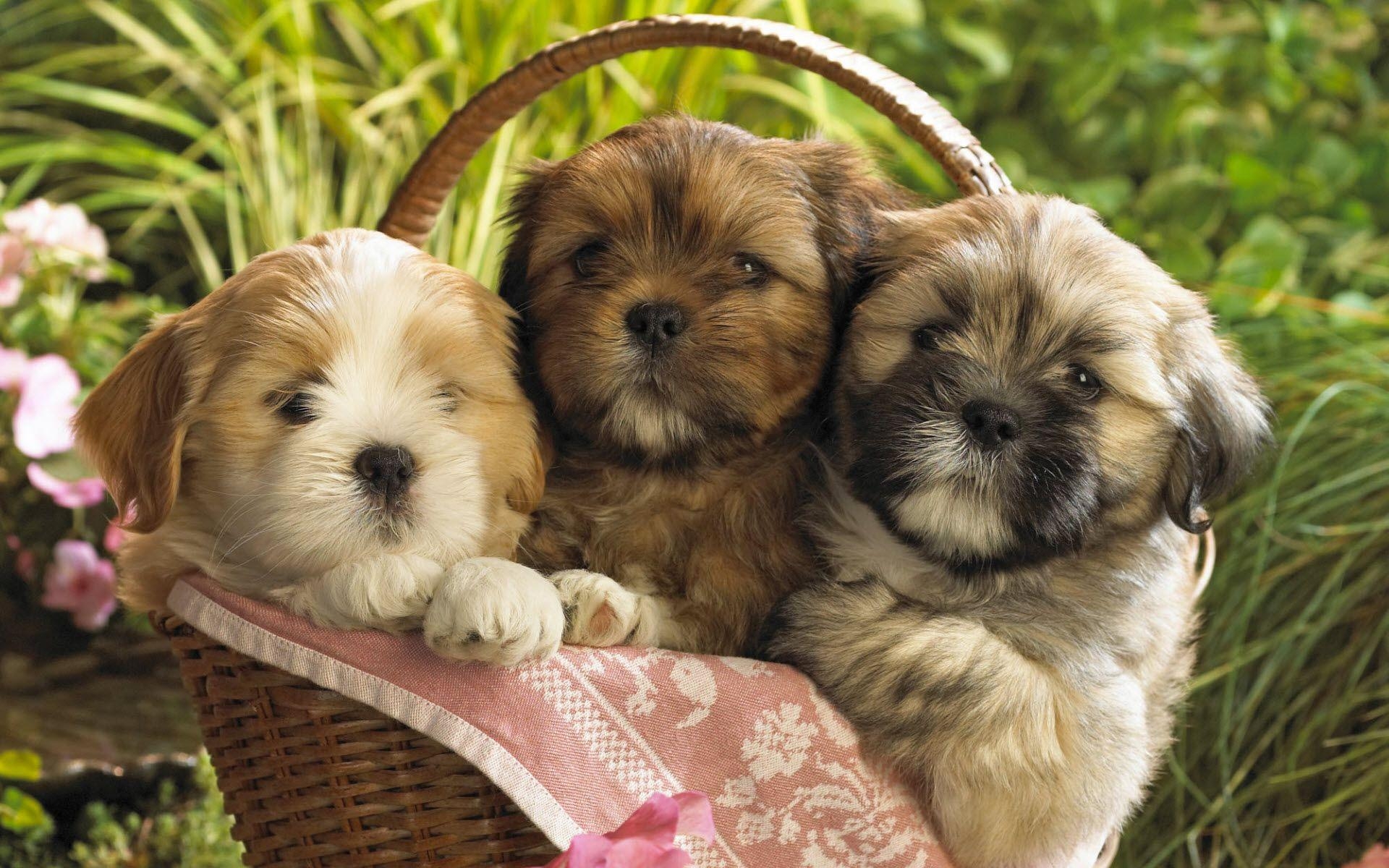 1920x1200 Cute Puppies 2 Wallpaper, Desktop