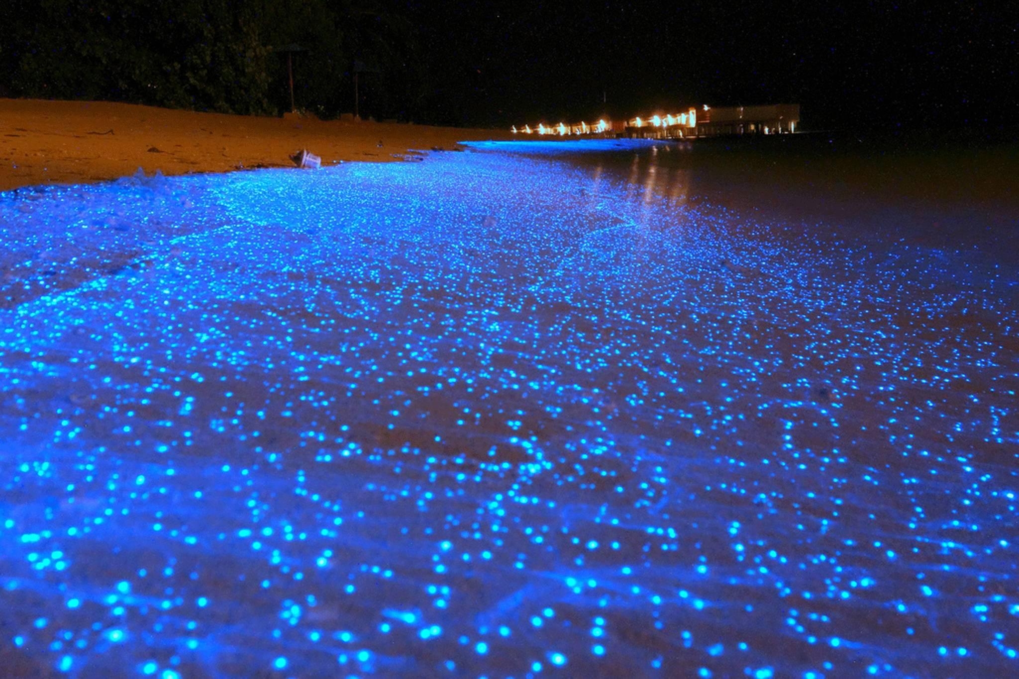 2050x1370 Maldives beach becomes sea of stars thanks to bioluminescent, Desktop