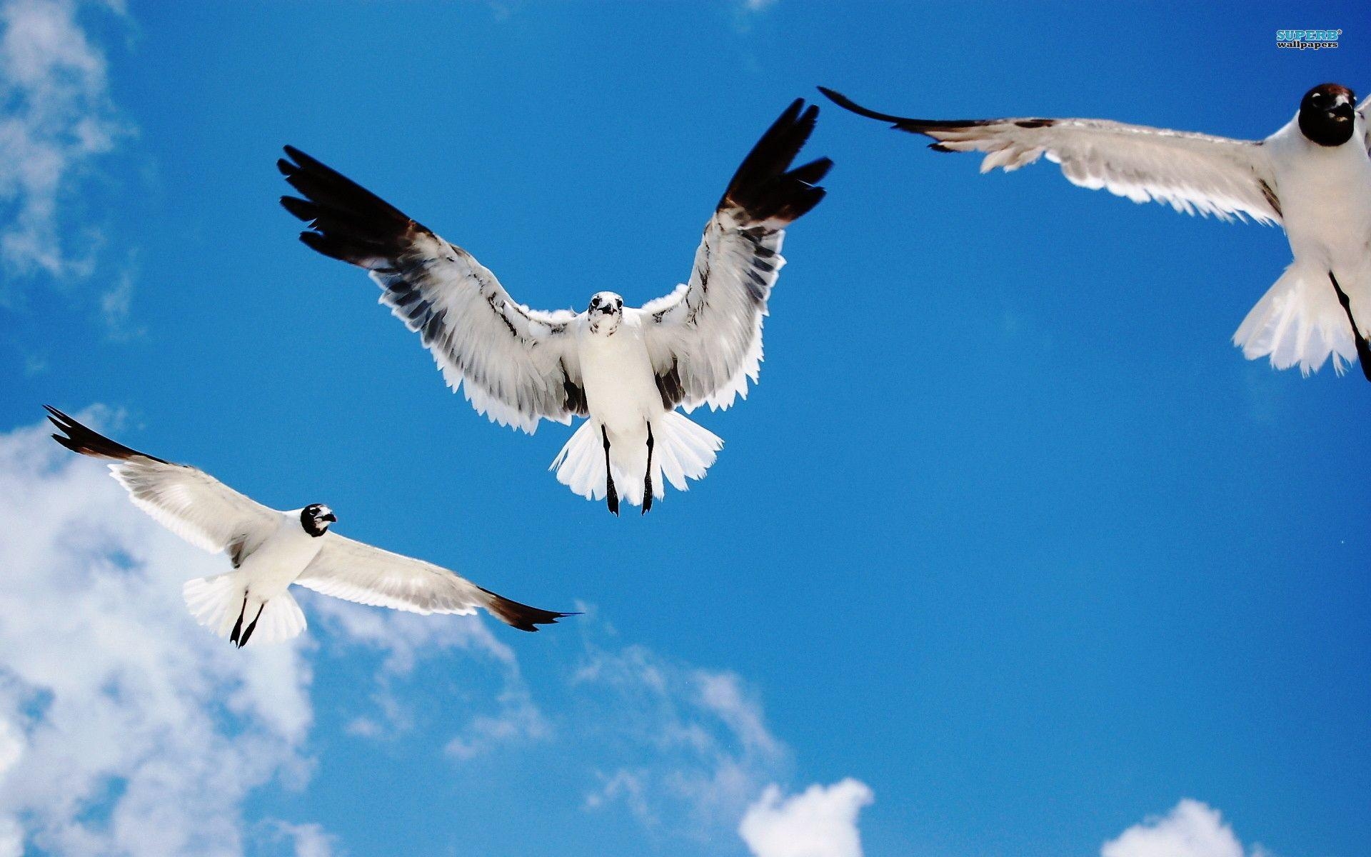 1920x1200 Seagulls 3283, Desktop