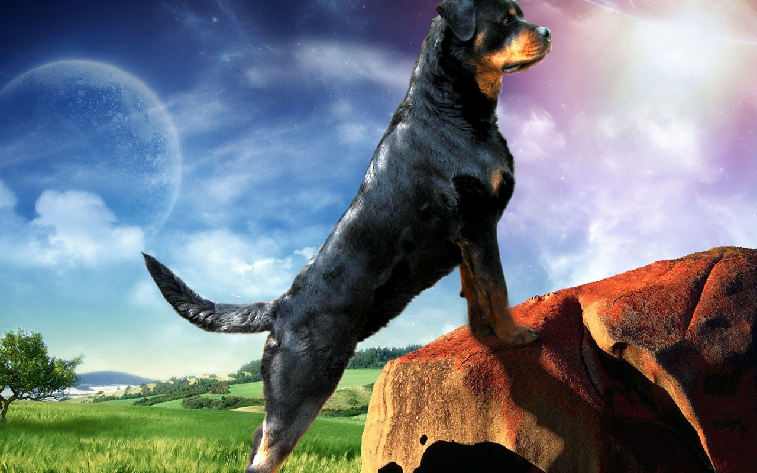 2560x1600 rottweiler dogs HD wallpaper Search Engine, Desktop