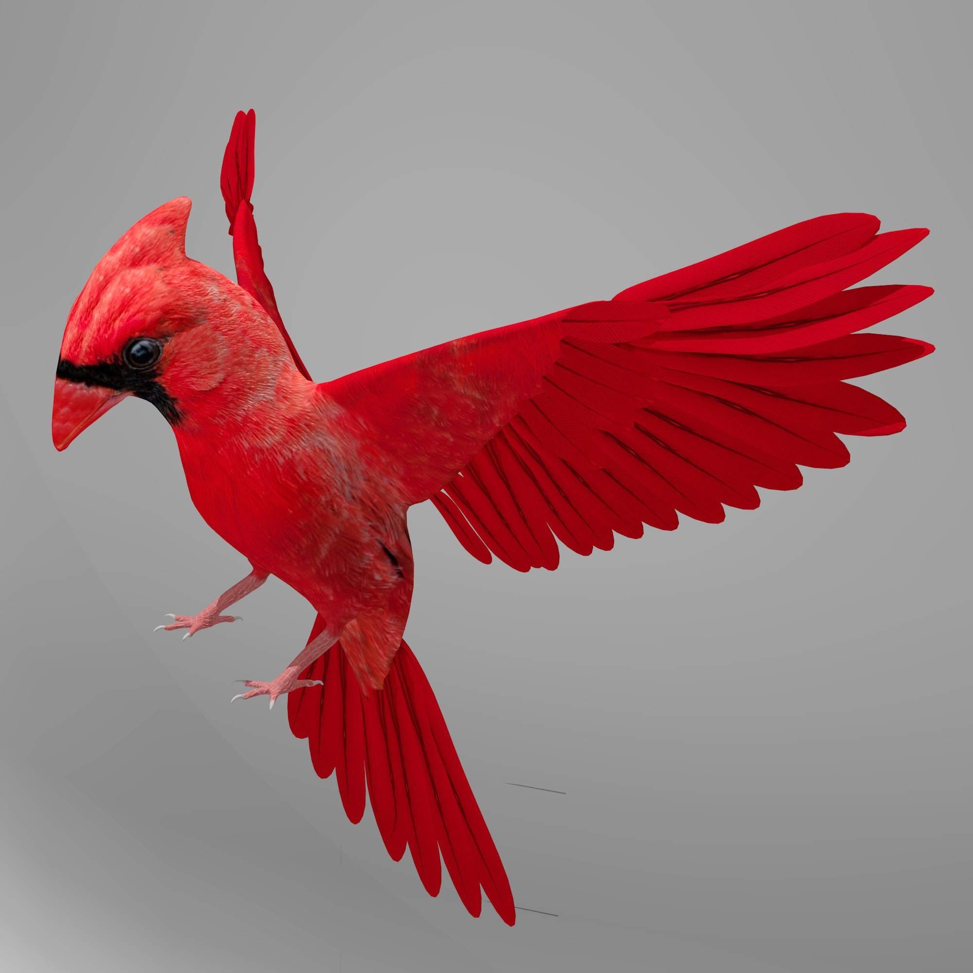 2000x2000 Northern Cardinal 3D Model, Phone