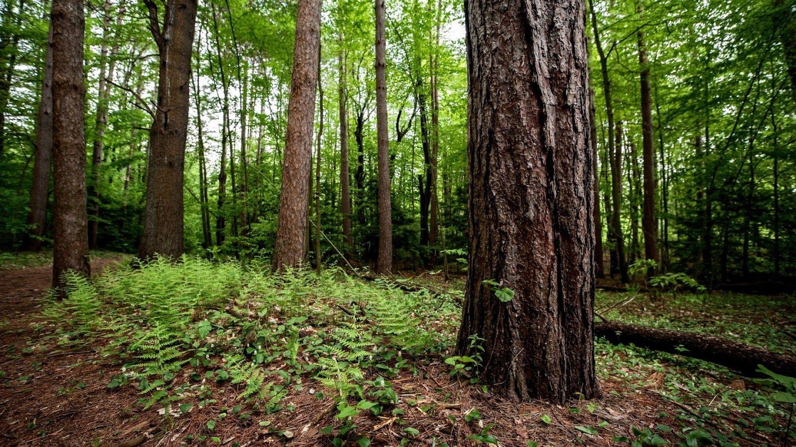 1600x900 Green Heart At Work: International Day of Forests, Desktop