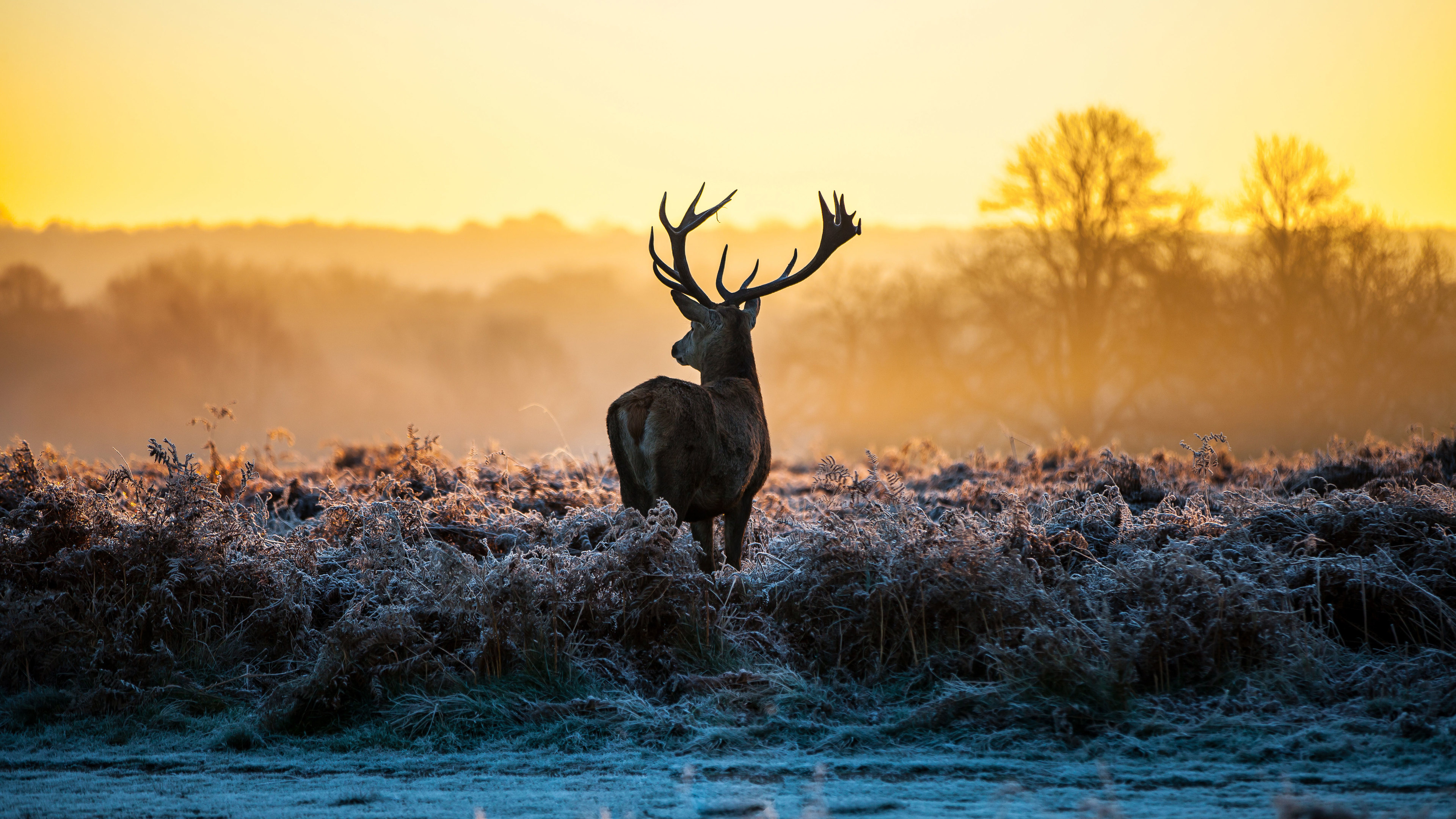 3840x2160 Wallpaper 4k Deer Forest Nature 4k 4k Wallpaper, 5k Wallpaper, Desktop