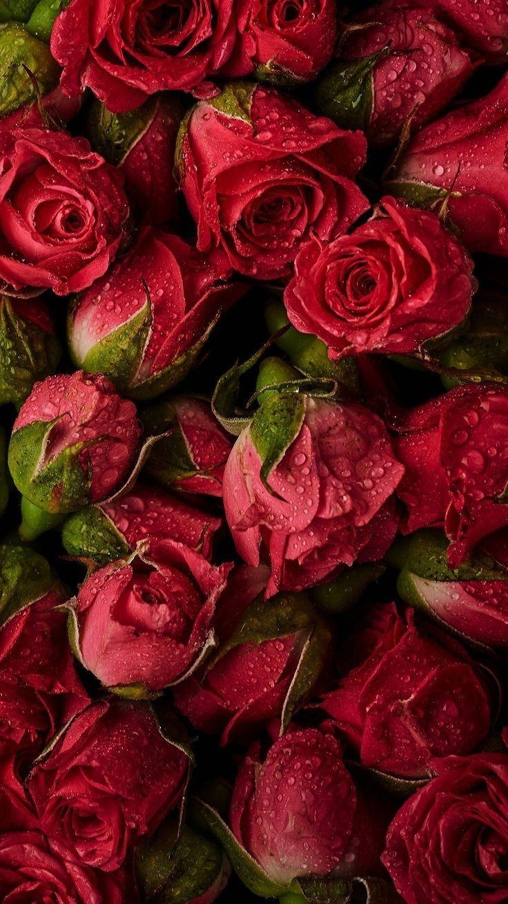 740x1310 red roses find more cute vintage wallpaper, Phone