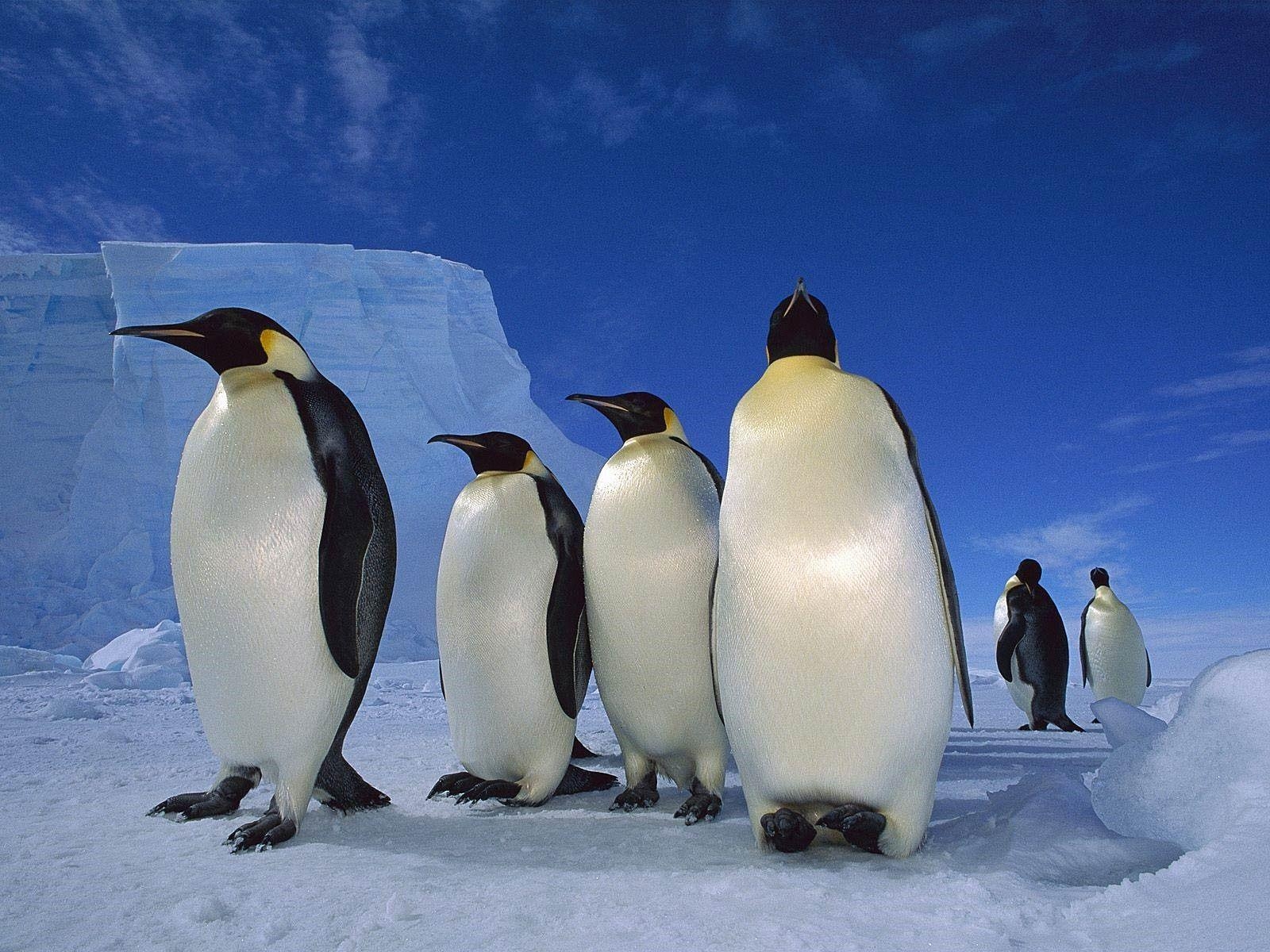 1600x1200 Penguin Wallpaper. Free Download Beautiful Birds HD Desktop Image, Desktop