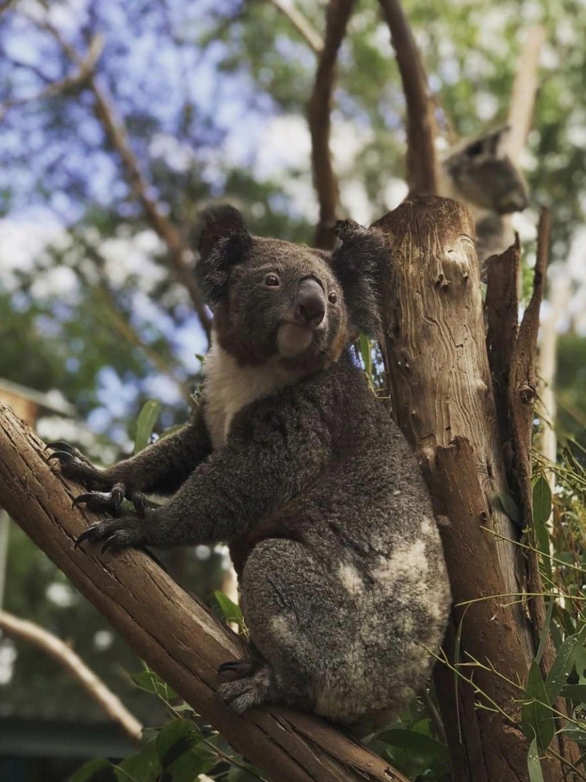 1180x1580 Koala 4K. Koala, Koala bear, Animals, Phone