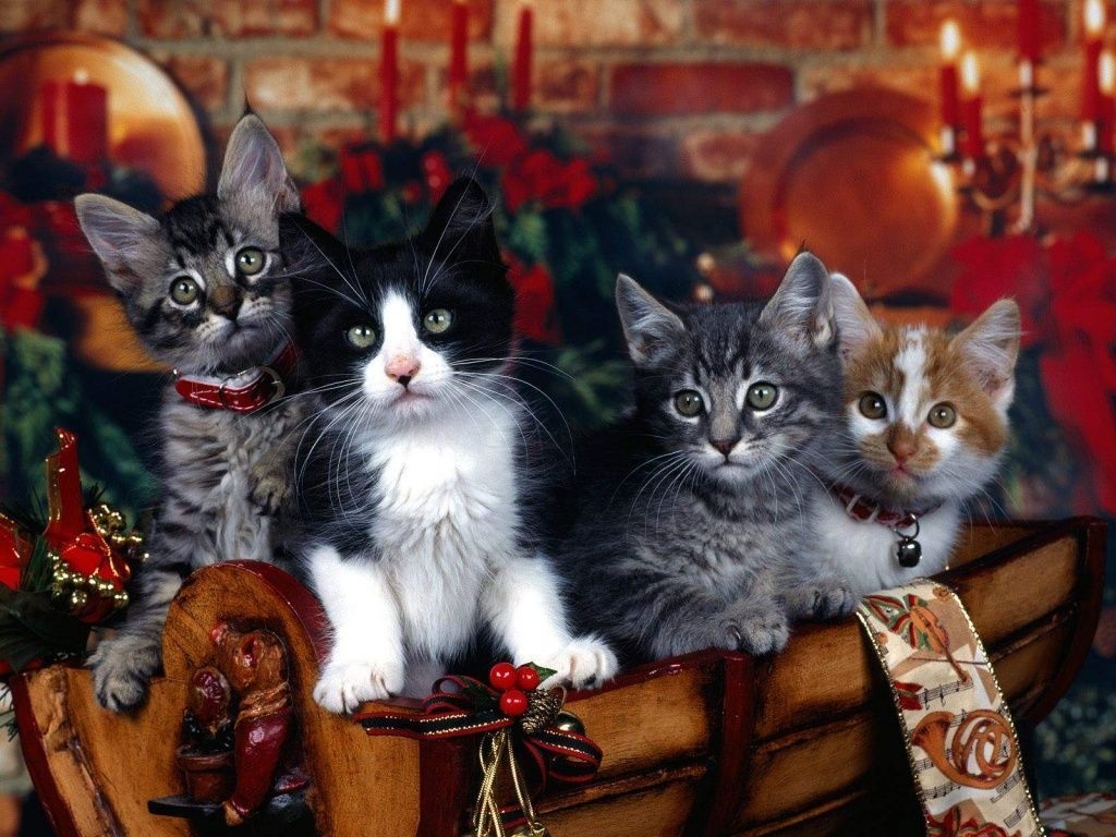 1030x770 Thanksgiving Cat Wallpaper Free Thanksgiving Cat Background, Desktop