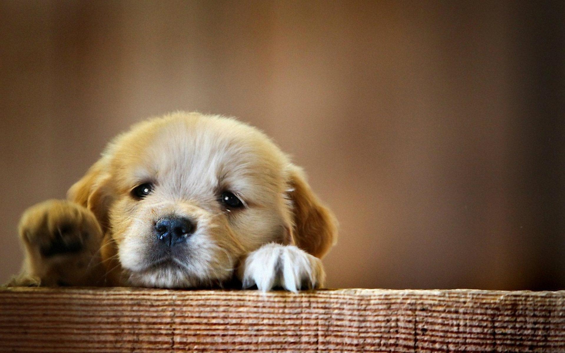 1920x1200 Download Cute Baby Dog Desktop Wallpaper Dogs Wallpaper HD, Desktop