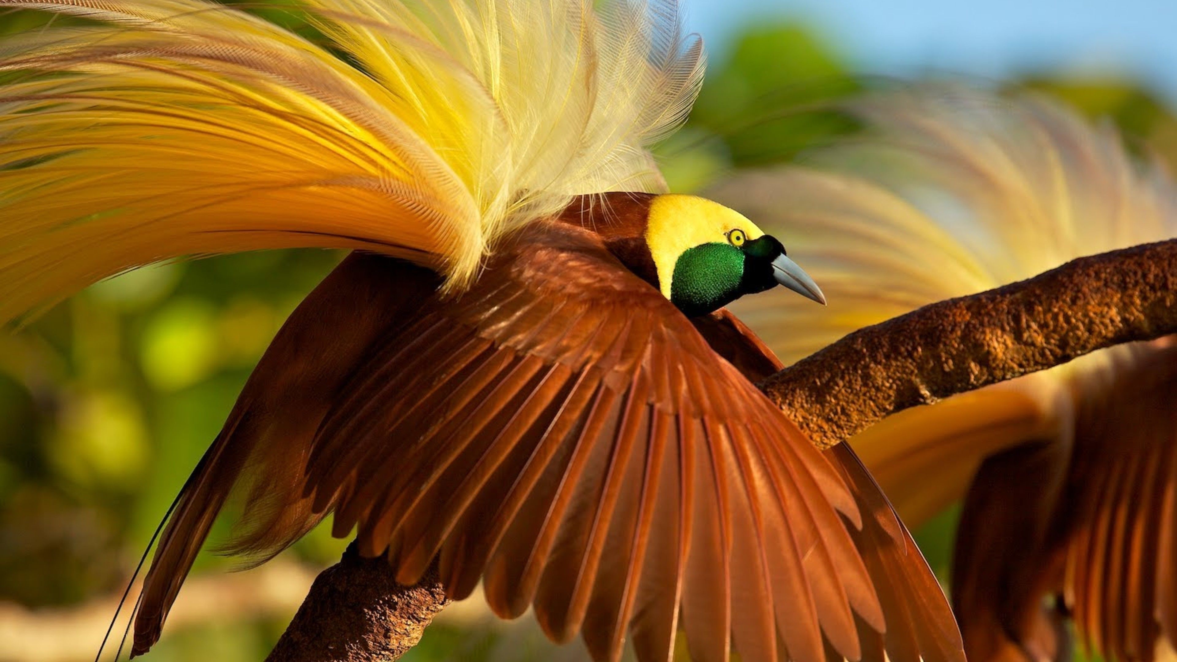 3840x2160 Wallpaper bird of paradise, bird, 4k, Animals, Desktop