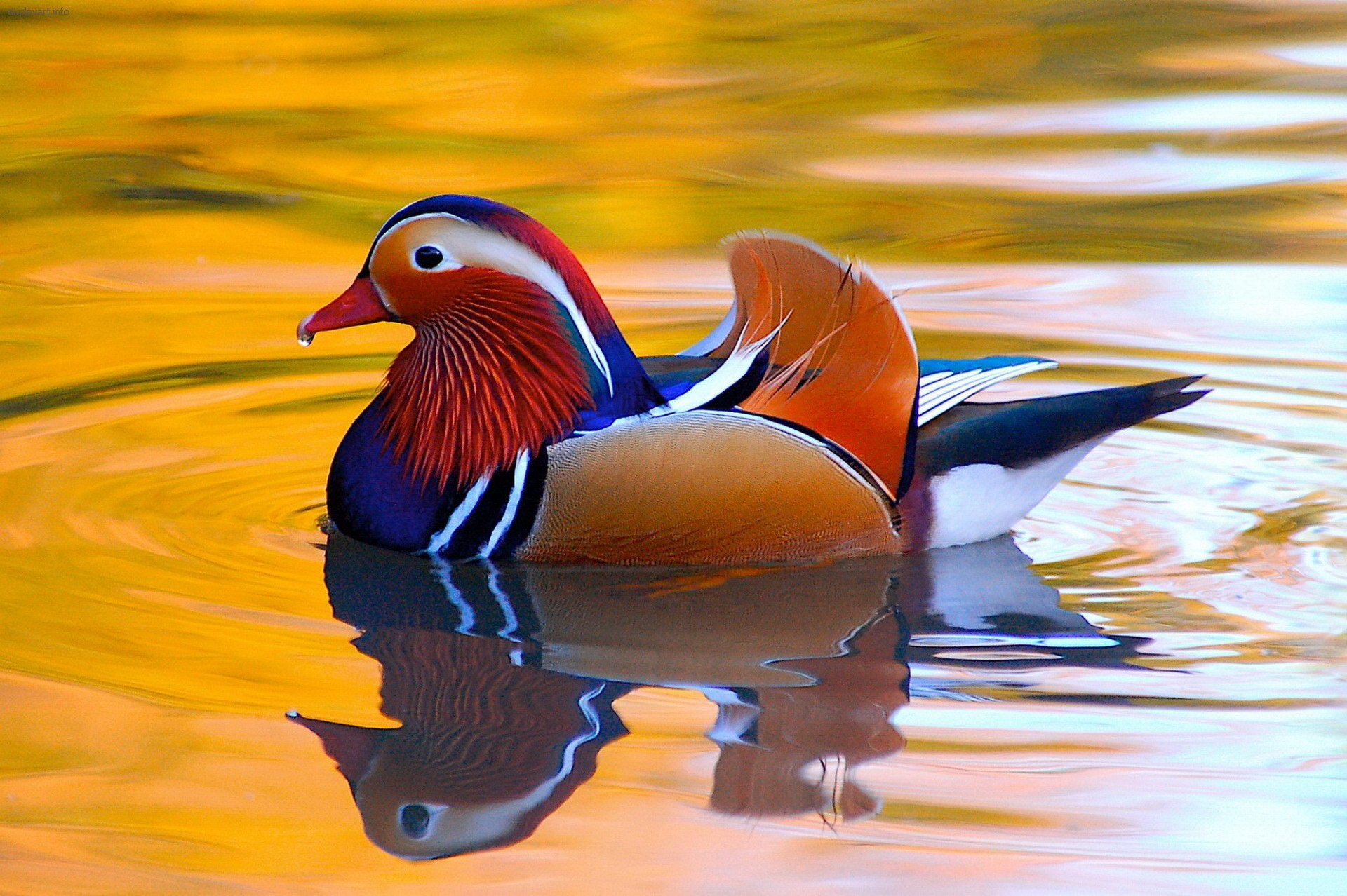 1920x1280 Colorful Mandarin Duck, Desktop