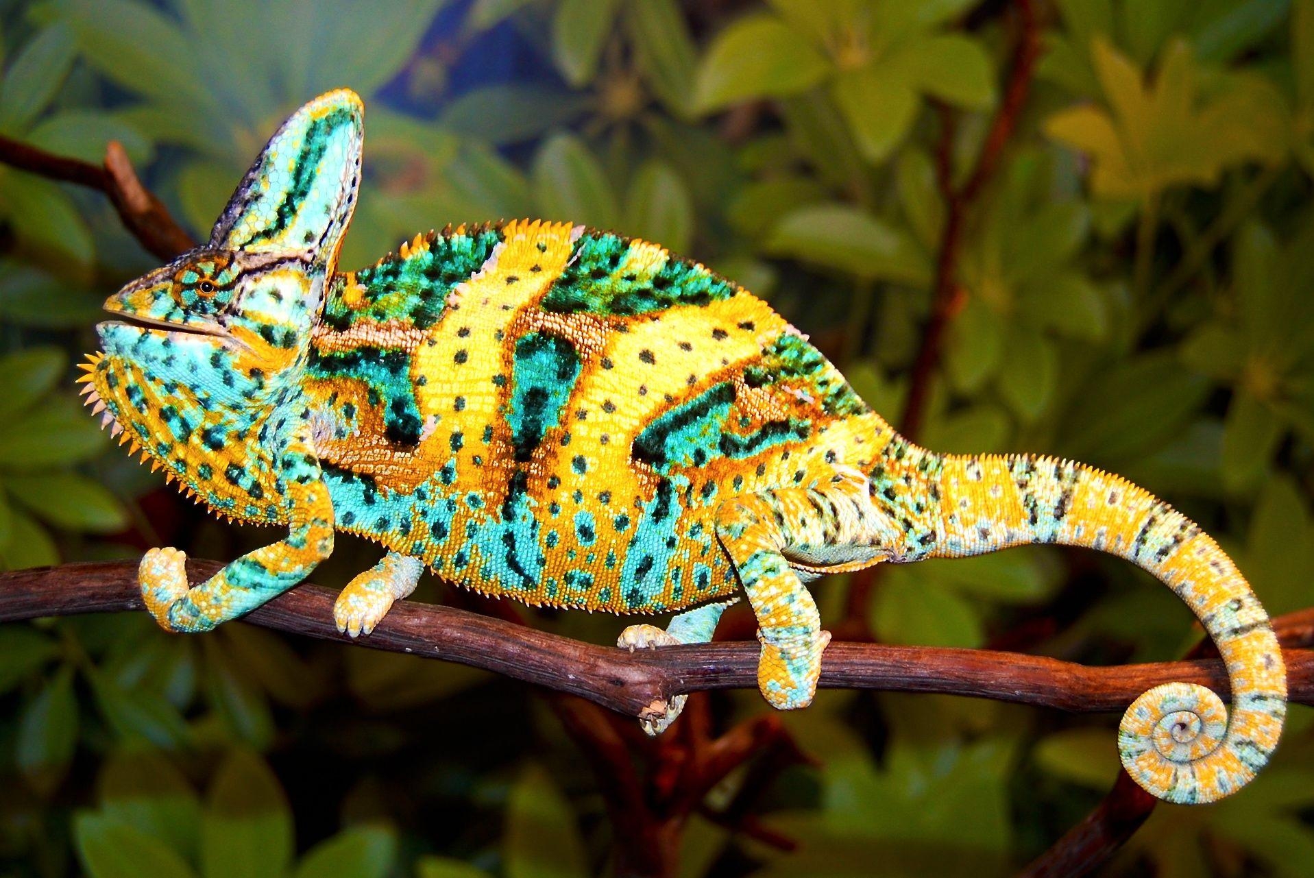 1920x1290 Chameleons Reptile Photo Free HD Wallpaper Download, Desktop