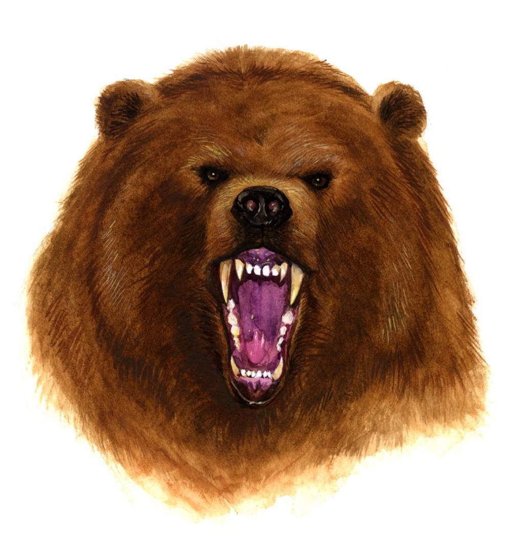 990x1060 Best Angry Bear Clipart, Phone