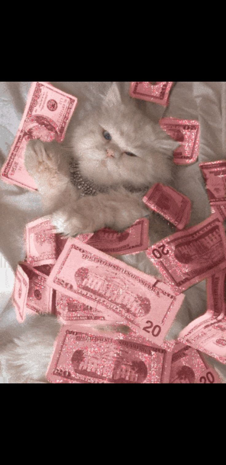 740x1520 Aesthetic money cat sweet. Money cat, Cat aesthetic, Cat wallpaper, Phone