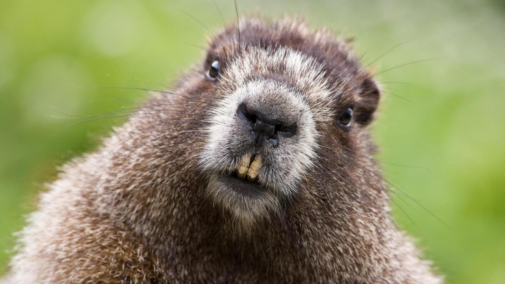 1920x1080 Wallpaper Beaver, Face, Teeth, Fur Animal, HD, Desktop