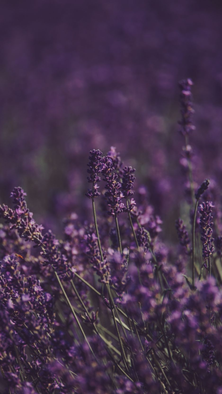 940x1670 Download Wallpaper  Lavender, Flowers, Field, Purple, Bloom Iphone 8 7 6s 6 For Parallax HD Background, Phone