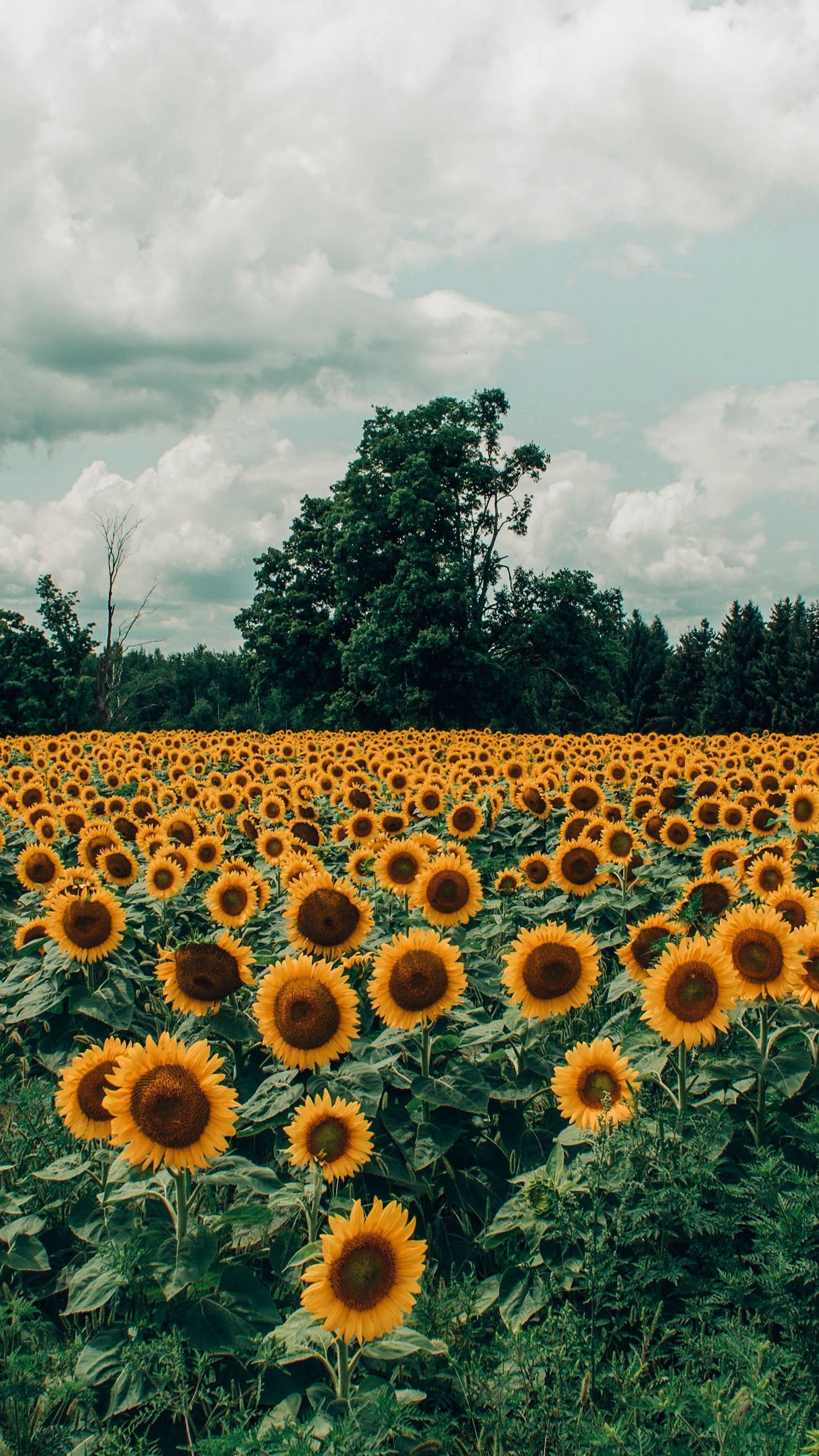 1350x2400 Download wallpaper  sunflowers, field, flowers, bloom, Phone