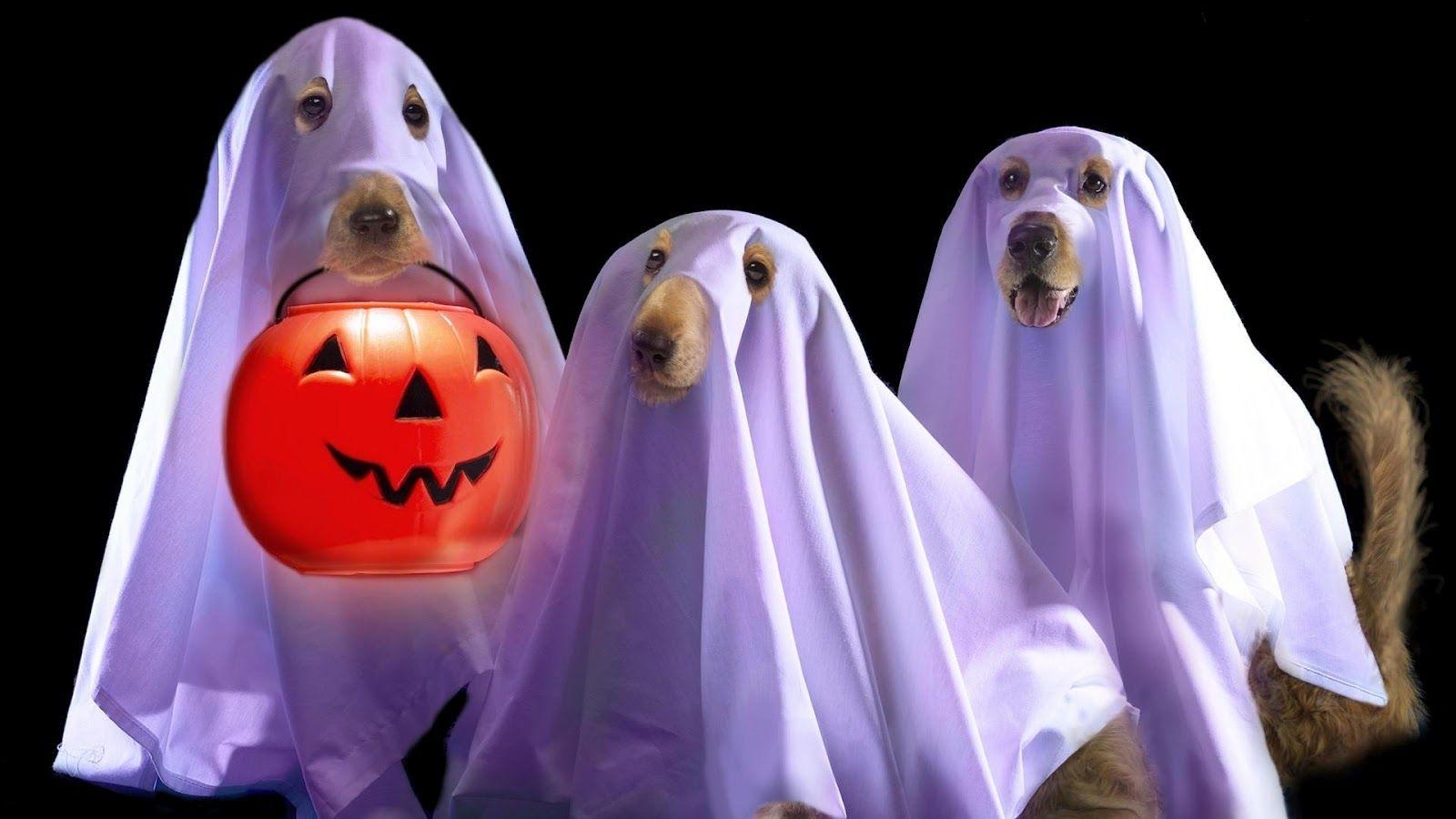 1600x900 Funny Dogs In Halloween Wallpaper, Desktop