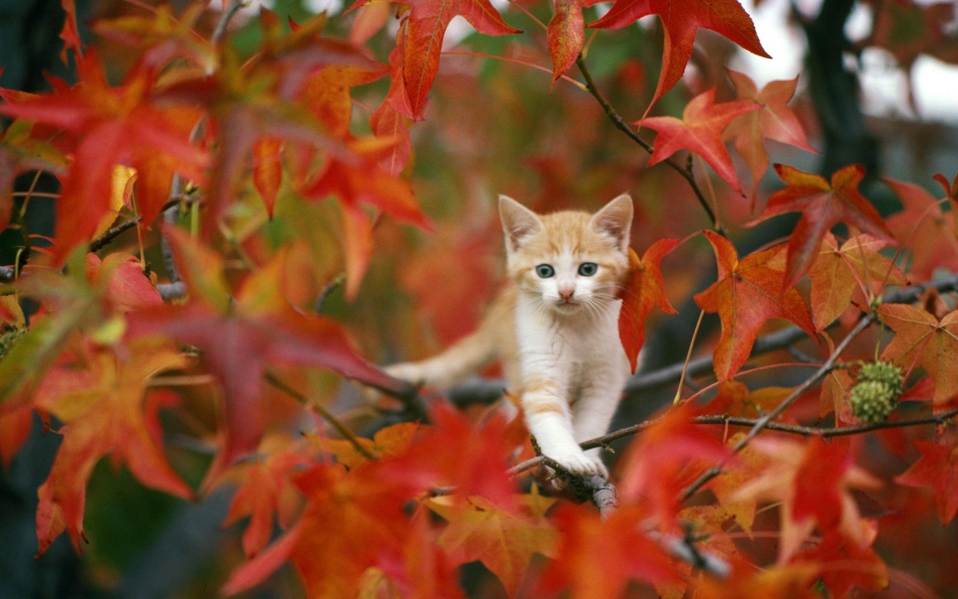 1920x1200 Cute Fall Wallpaper, Desktop