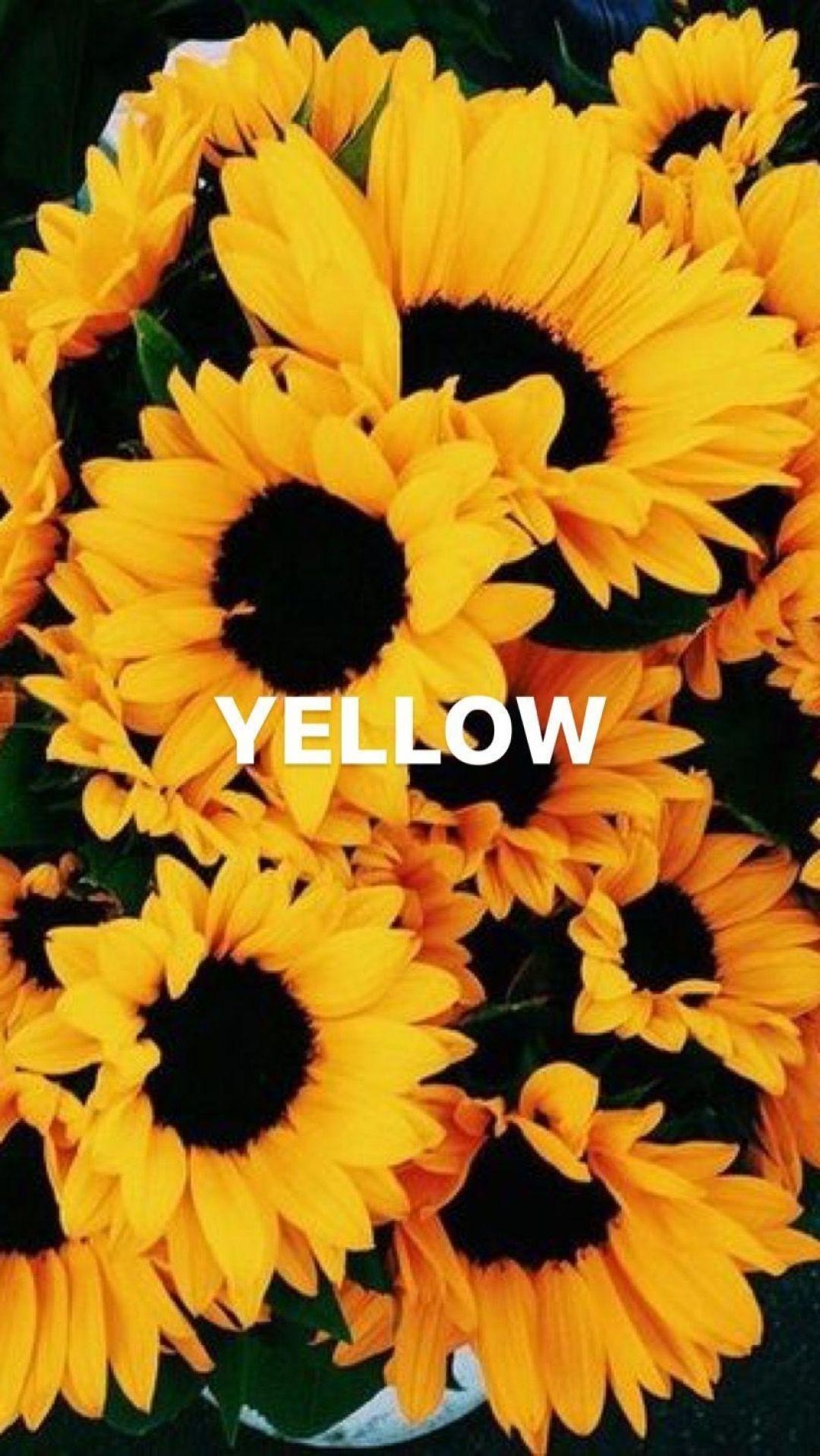 1080x1920 Yellow Aesthetic Sunflowers HD Wallpaper Desktop, Phone