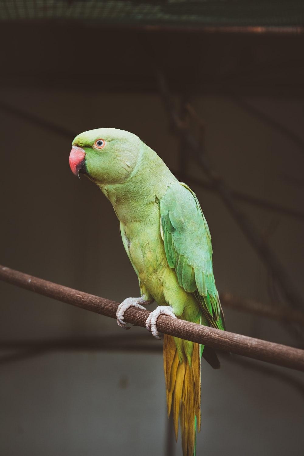 1000x1500 Parrot Picture. Download Free Image, Phone