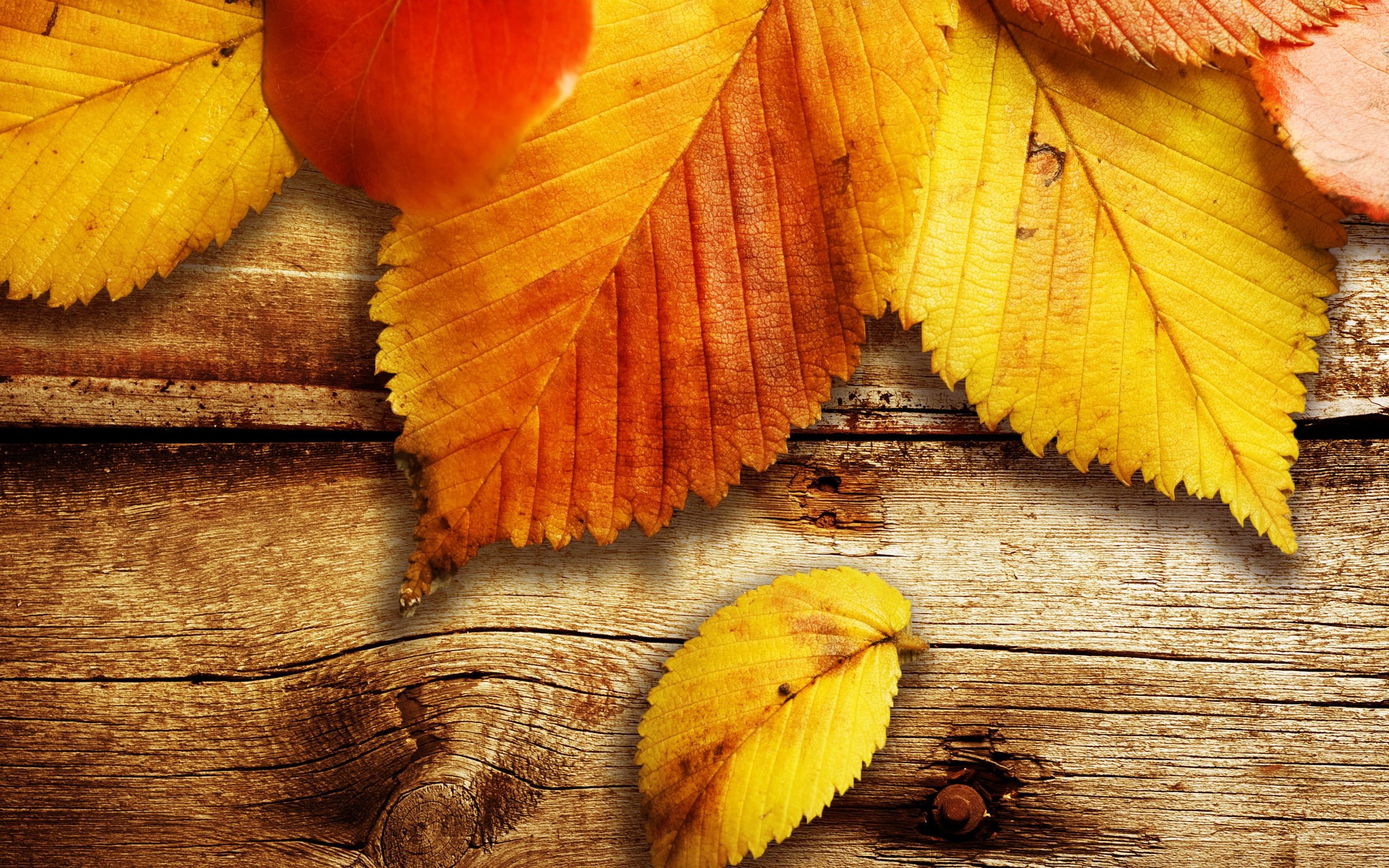 2560x1600 Free Autumn Wallpaper, Desktop