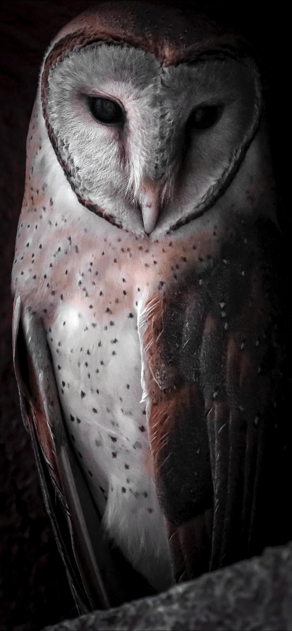 1170x2540 Barn owl, Phone