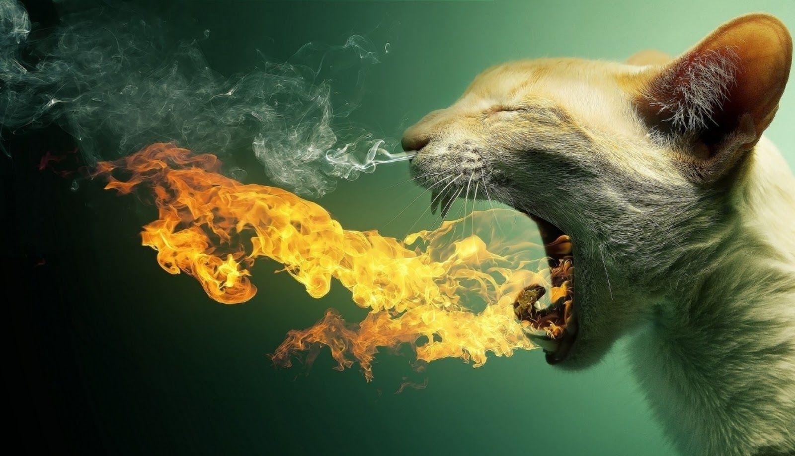 1600x920 Surreal wallpaper: cat breaths fire HD Wallpaper, Desktop