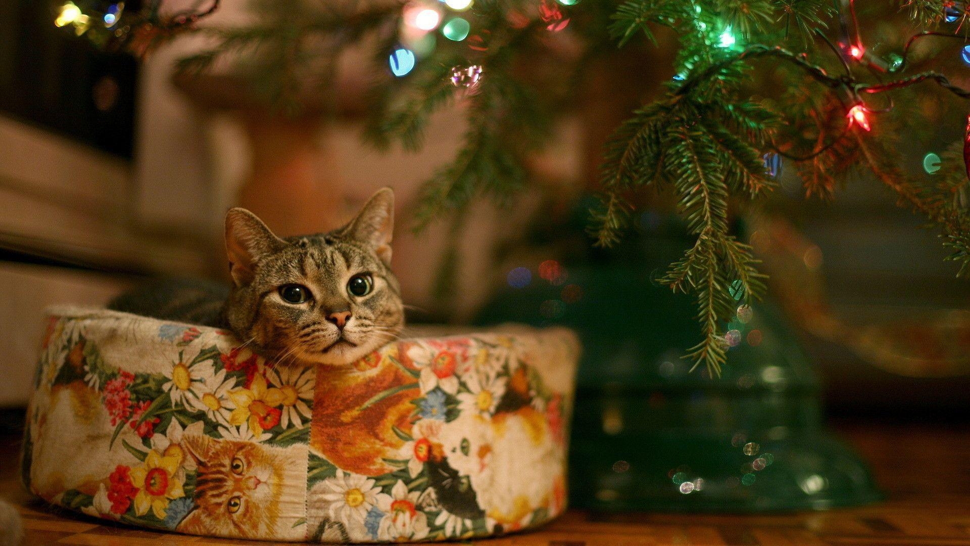 1920x1080 HD Christmas Cats Wallpaper Download, Desktop