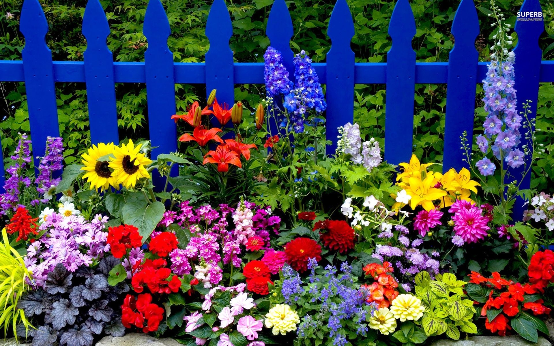 1920x1200 May Flowers Wallpaper Bing, Desktop