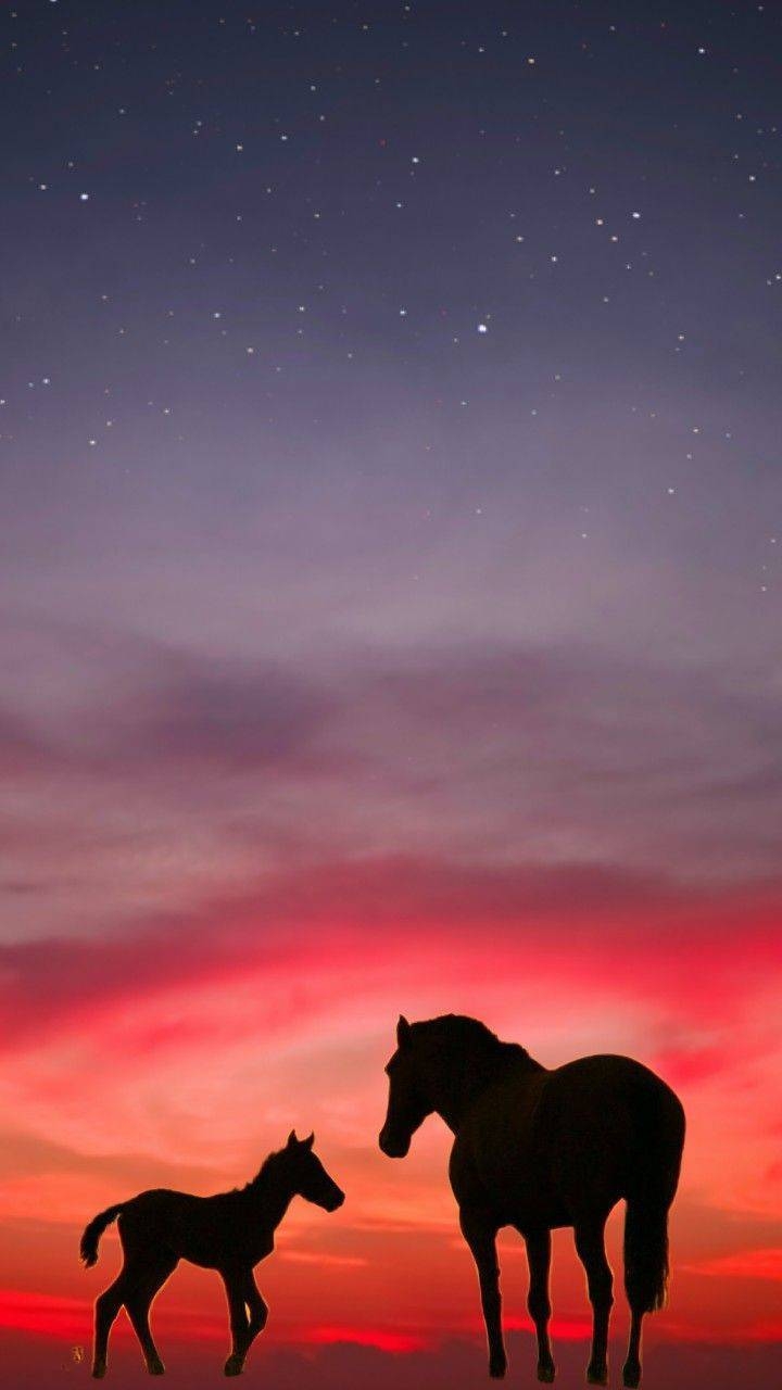 720x1280 Horses n sunset wallpaper, Phone