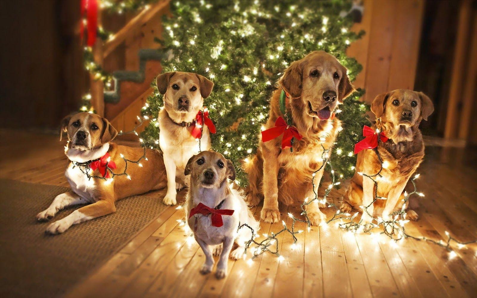 1600x1000 Christmas wallpaper with dogs Trends Wallpaper, Desktop