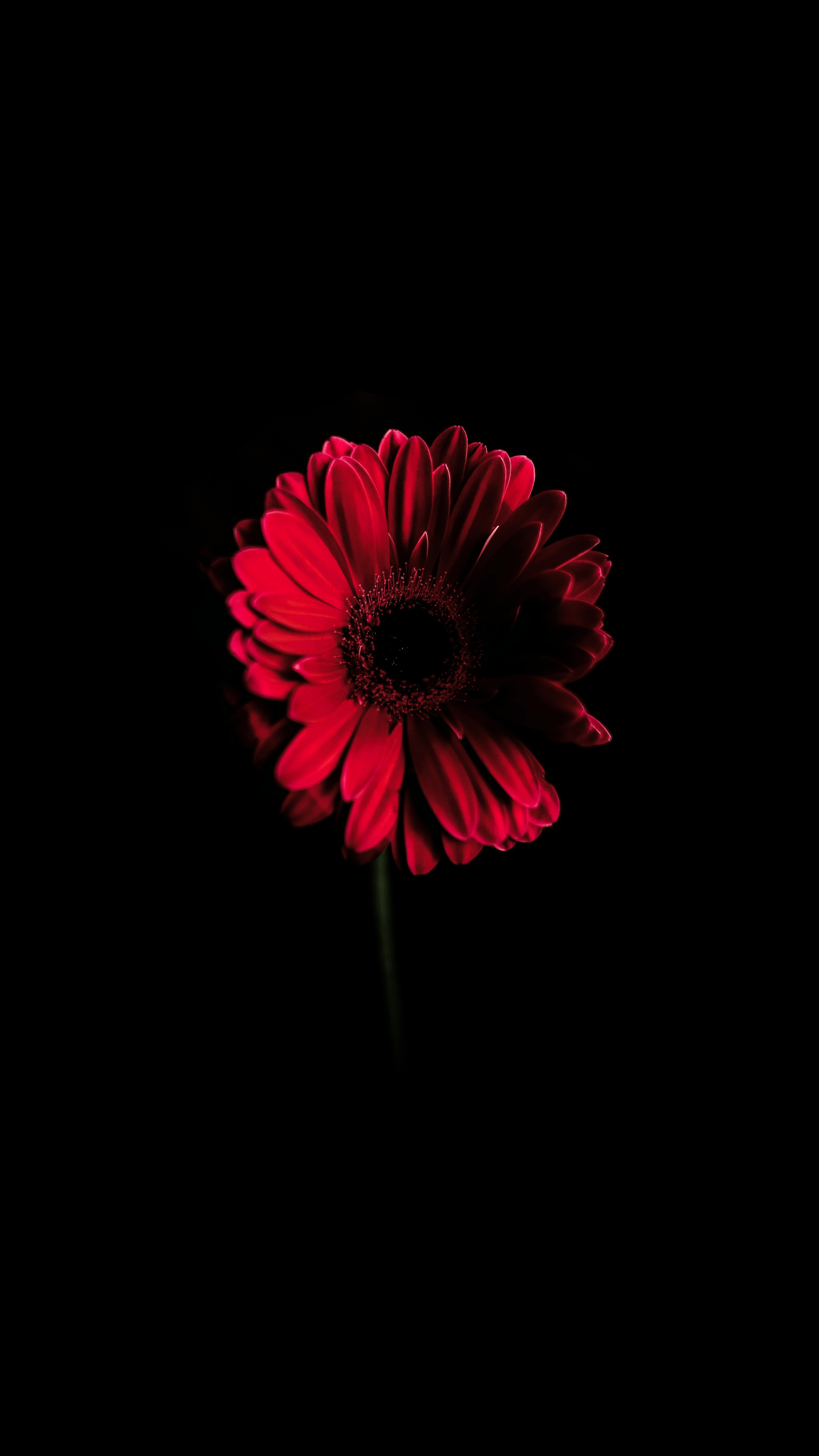 3120x5540 Flower Request [], Phone