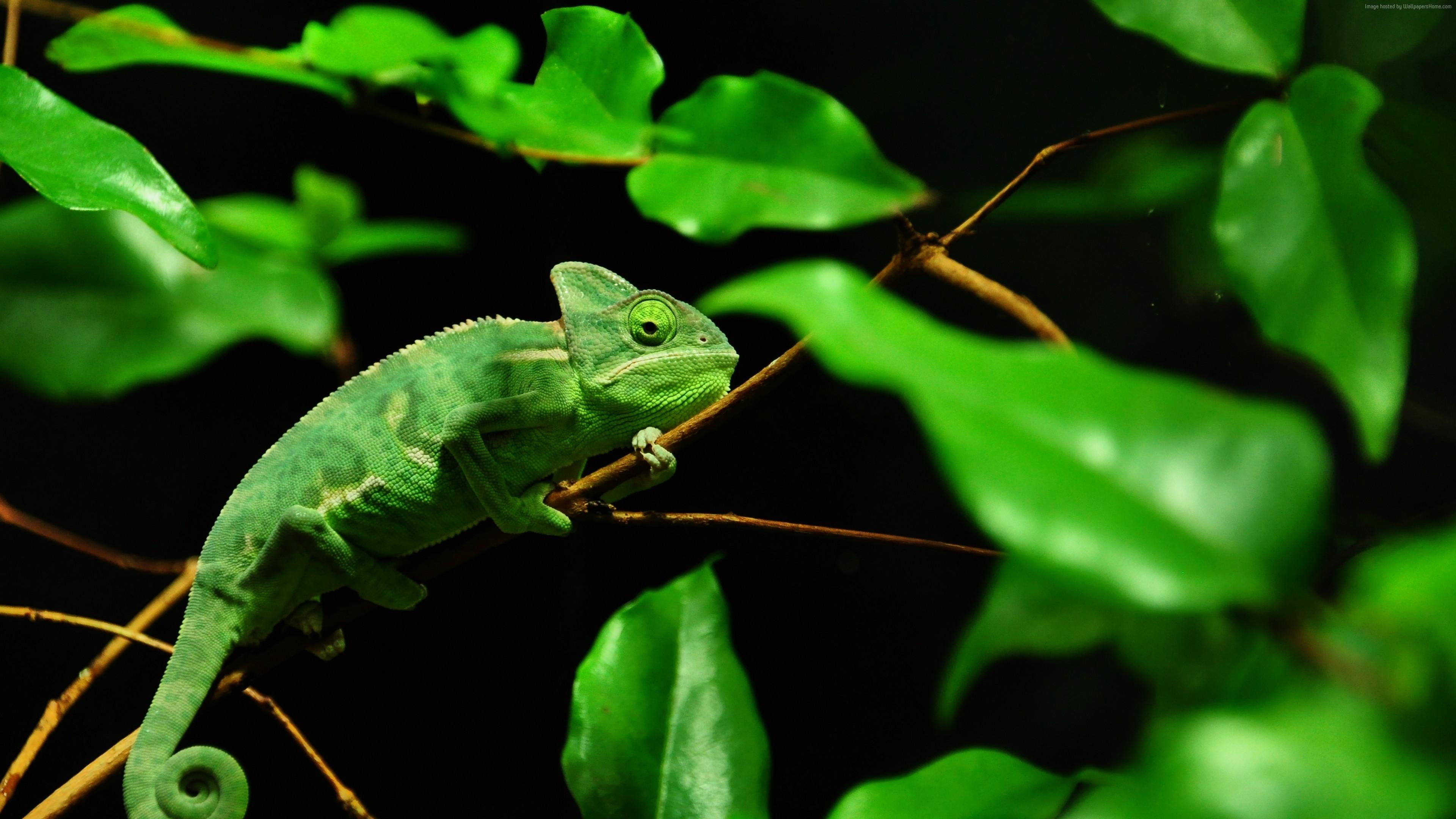 3840x2160 Chameleon Wallpaper, Image, Background, Photo and Picture, Desktop