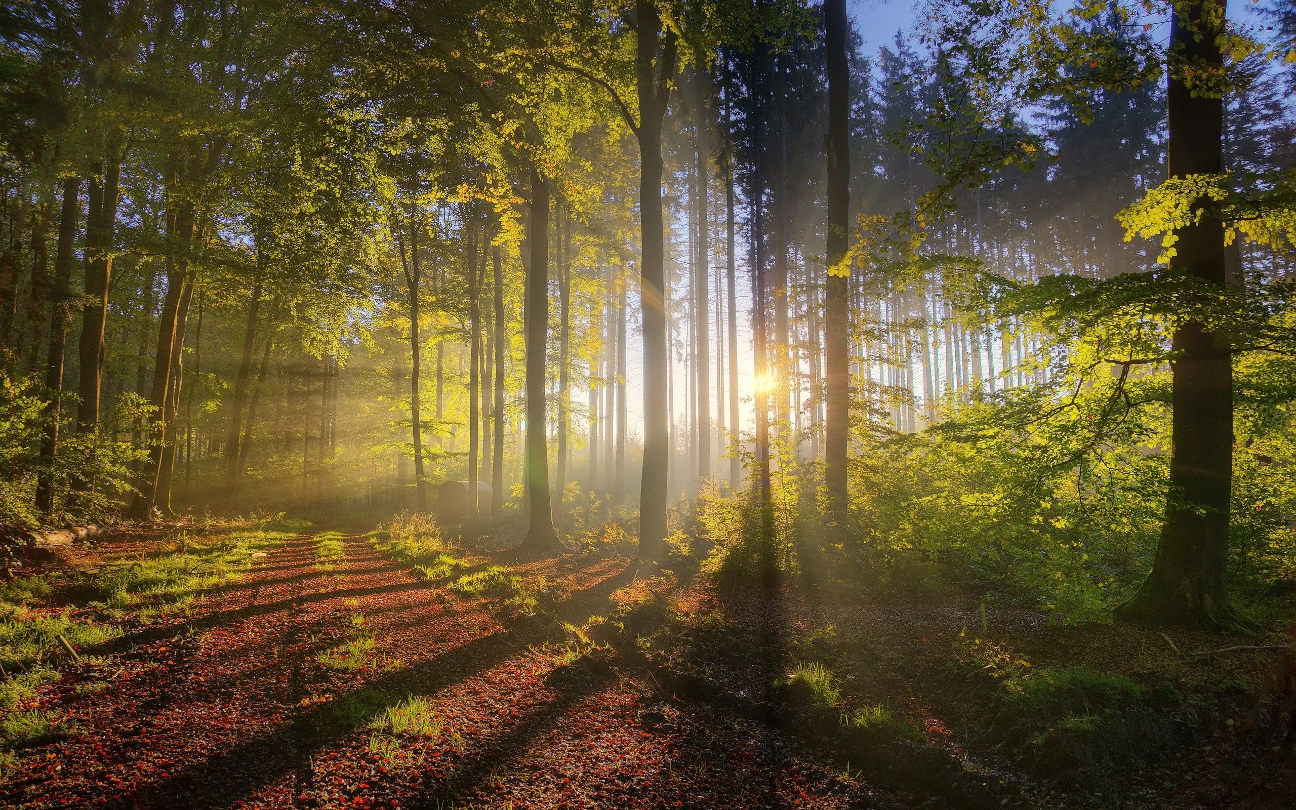 2560x1600 landscapes, nature, trees, forest, sunlight wallpaper, Desktop