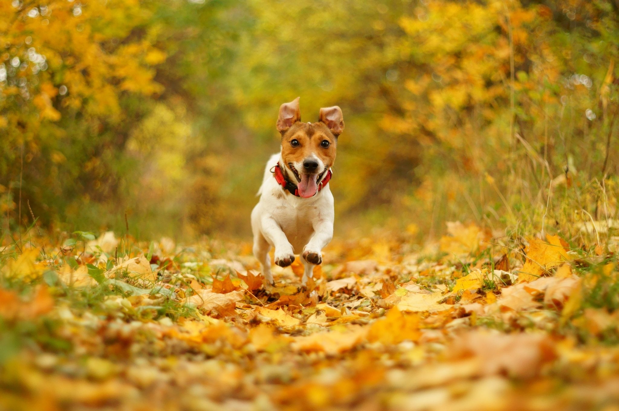 2050x1370 Wallpaper Jack Russell terrier dog Foliage Run Autumn, Desktop