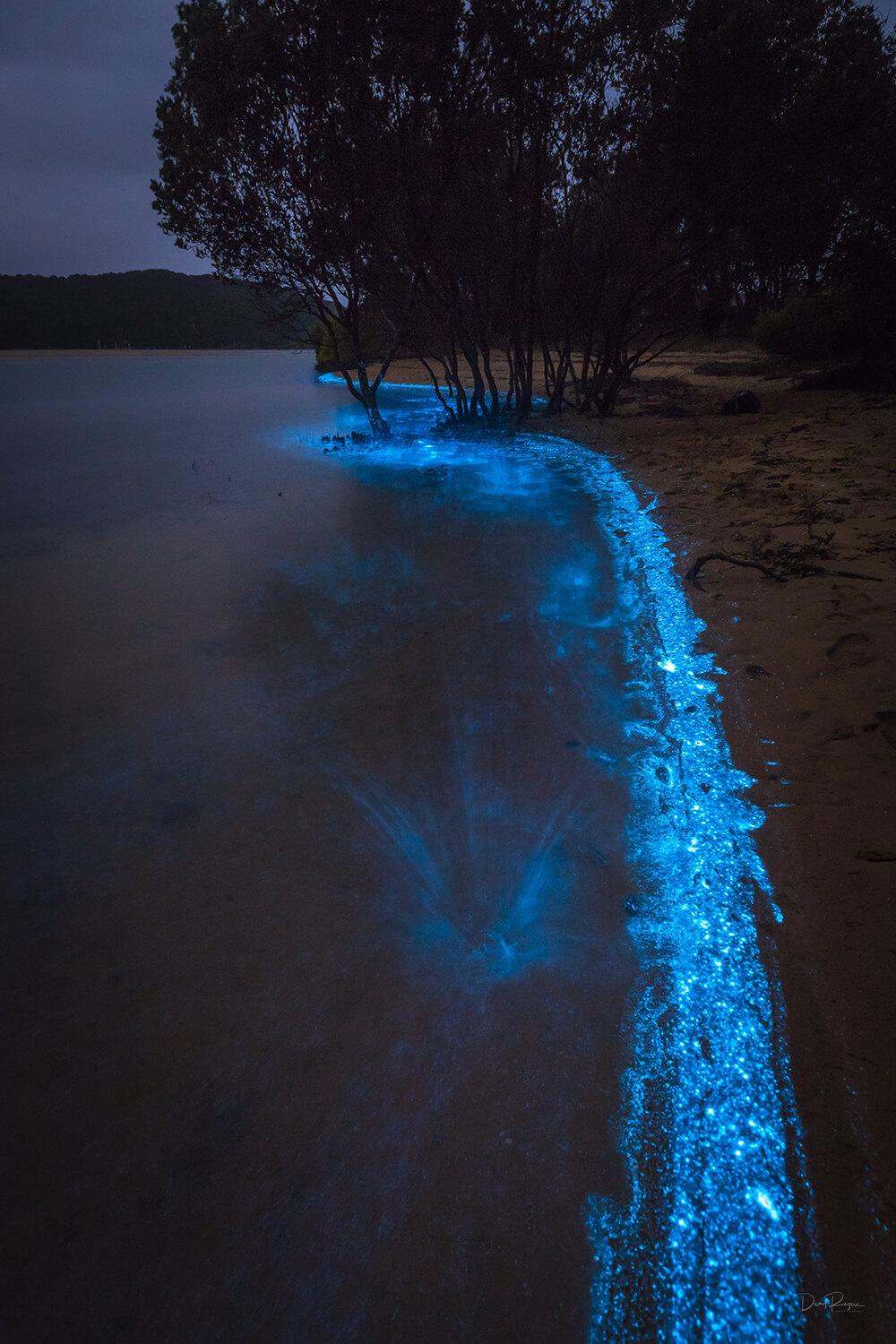 1000x1500 Bioluminescence Photography Tips, Phone