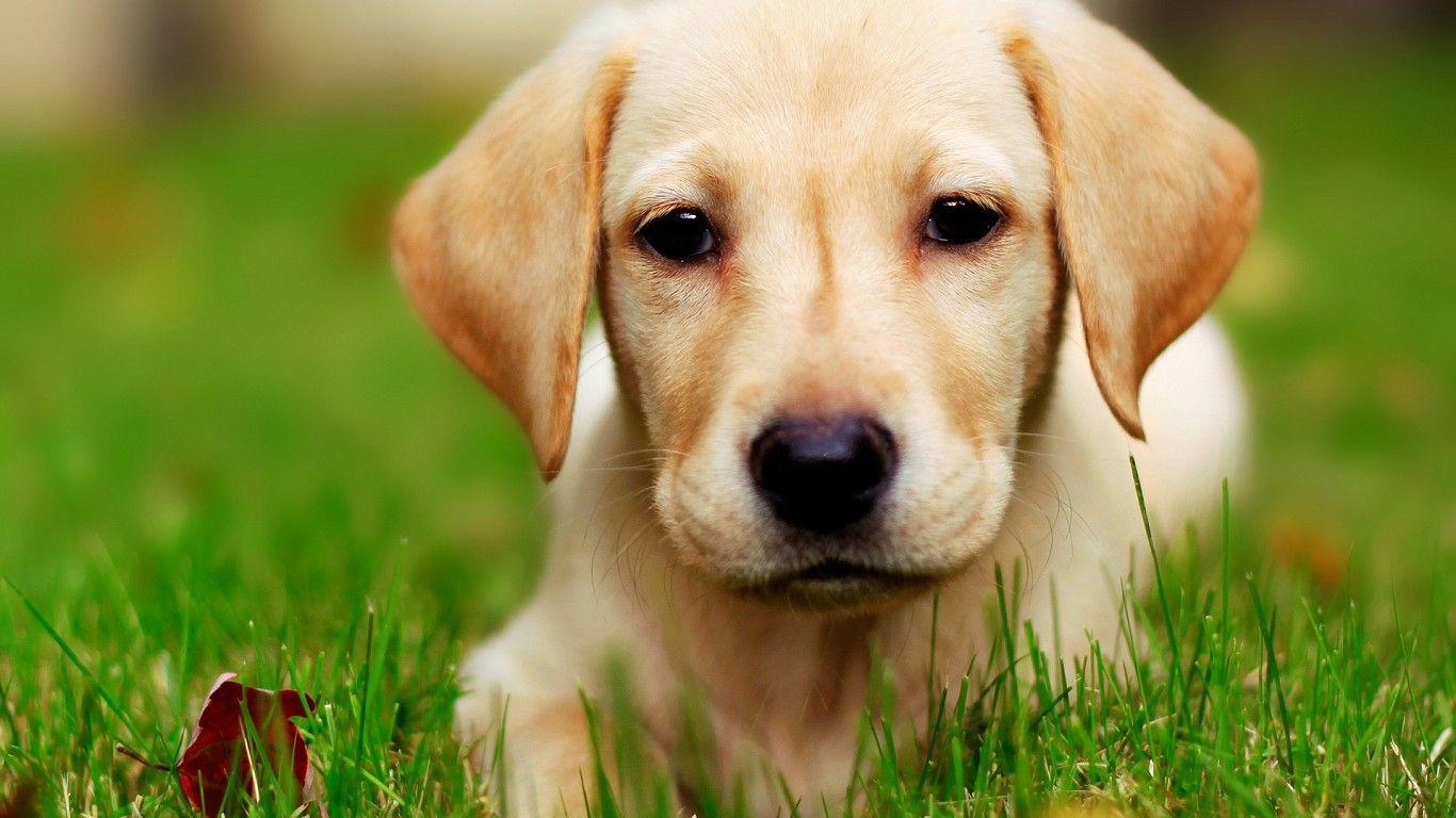 1370x770 Free Puppy Wallpaper, Puppy Full HD Image, Free Download, Desktop