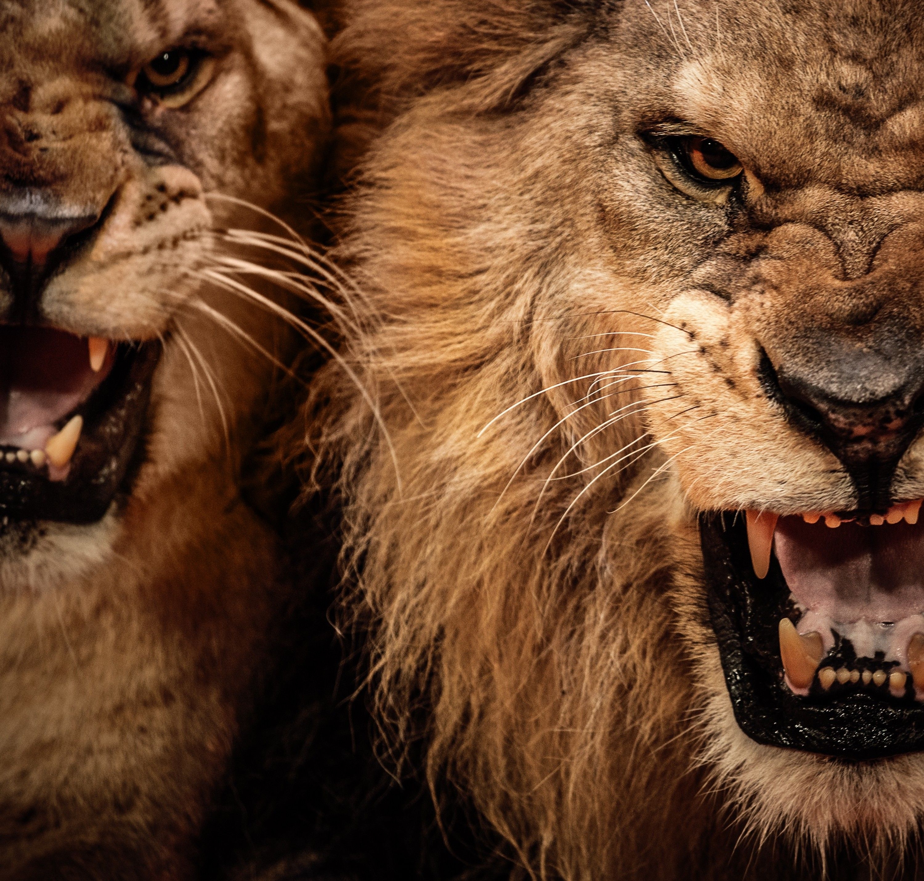 3000x2860 Lion Teeth HD Wallpaper Lion. High quality, Desktop