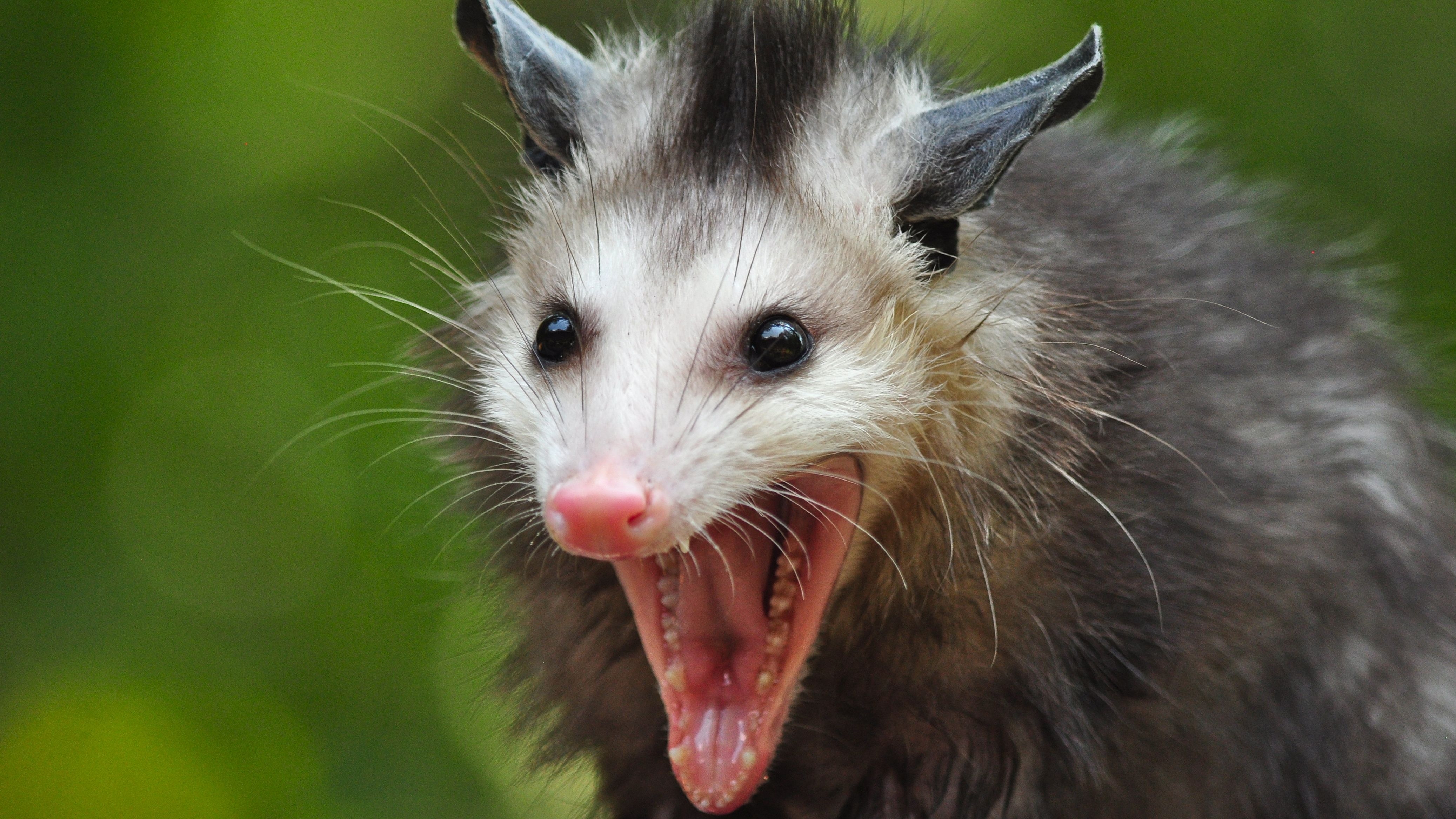 4150x2340 Opossum 4k Ultra HD Wallpaper and Background Imagex2335, Desktop