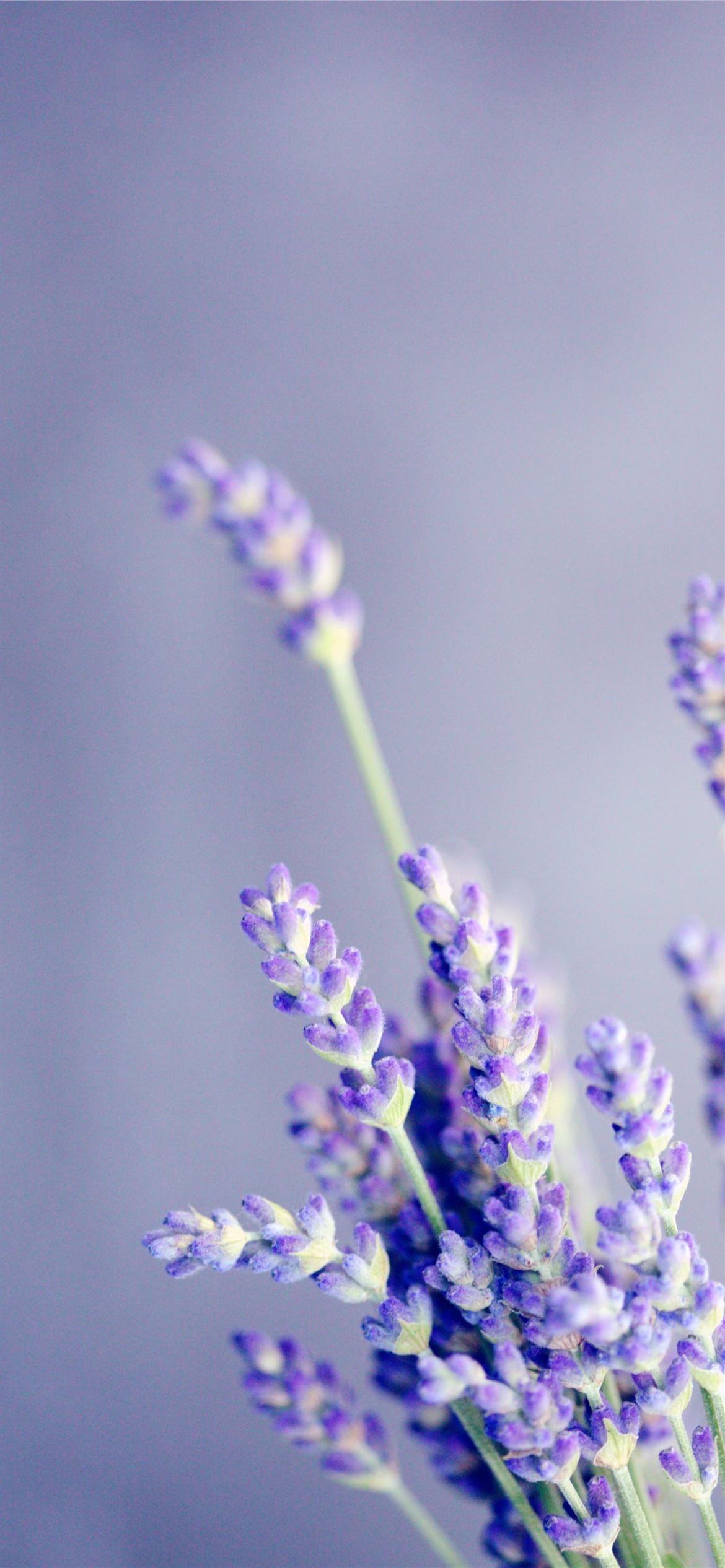 1170x2540 close up photo of lavender iPhone 12 Wallpaper Free Download, Phone