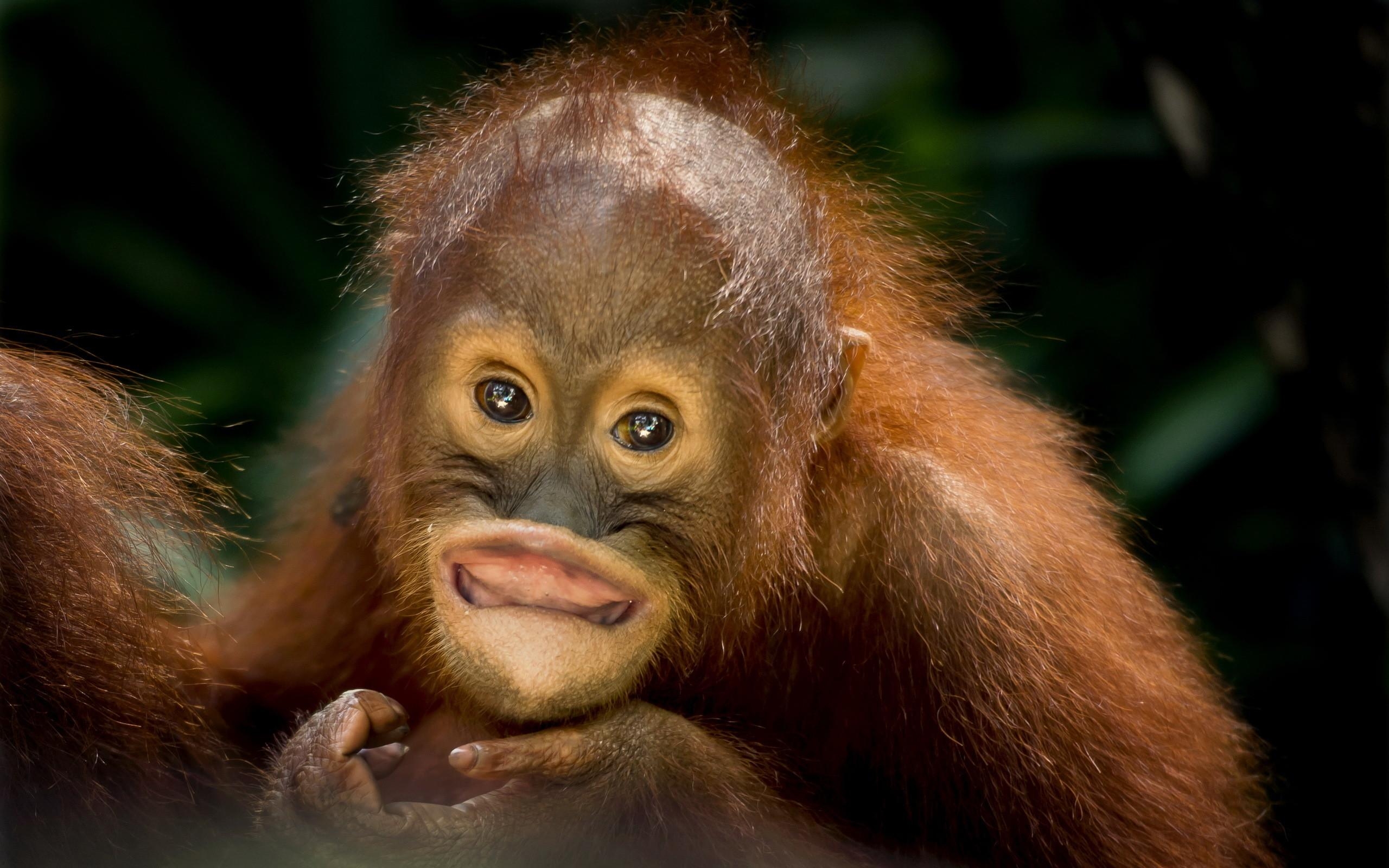 2560x1600 Baby Orangutan Wallpaper, Desktop