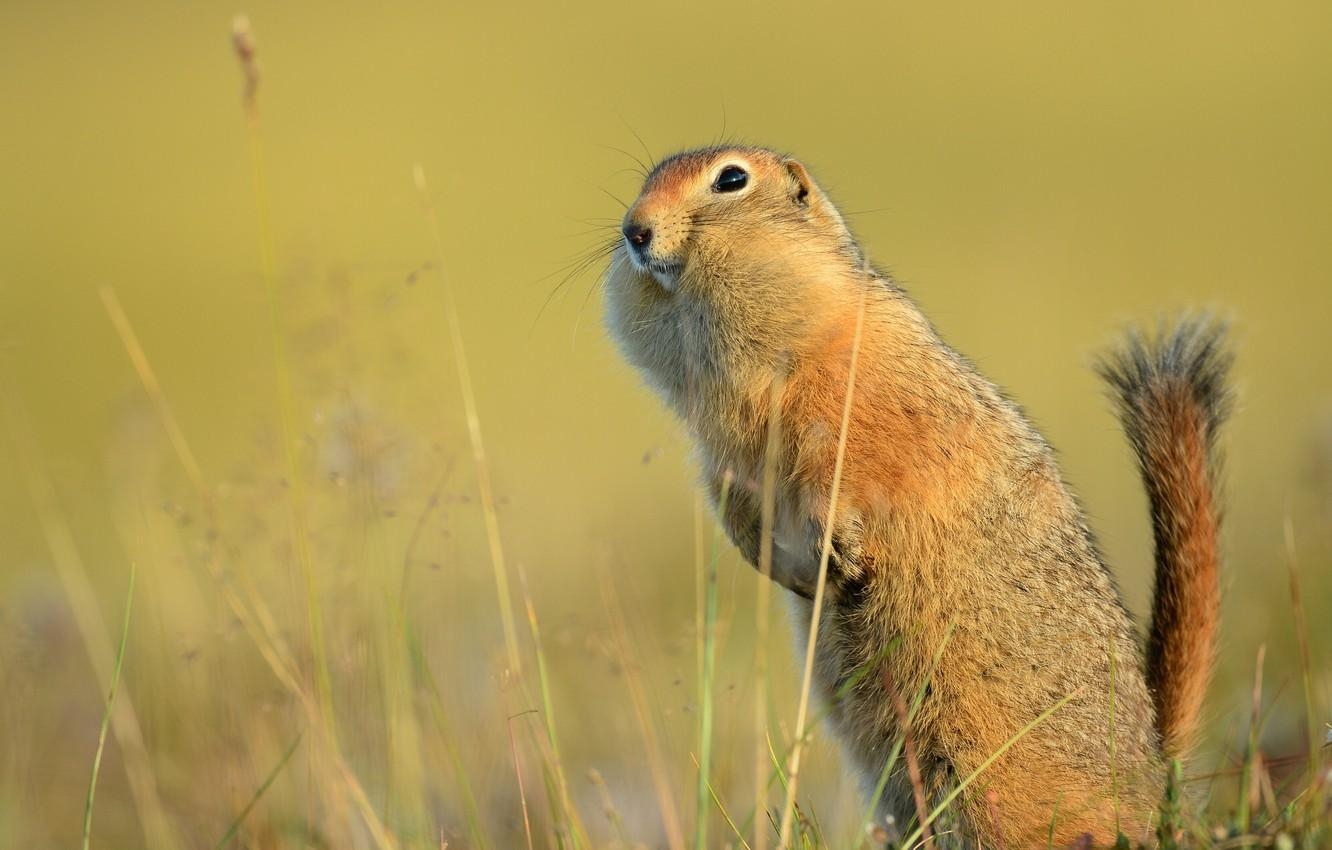 1340x850 Wallpaper tail, gopher, stand, funny, American gopher image, Desktop