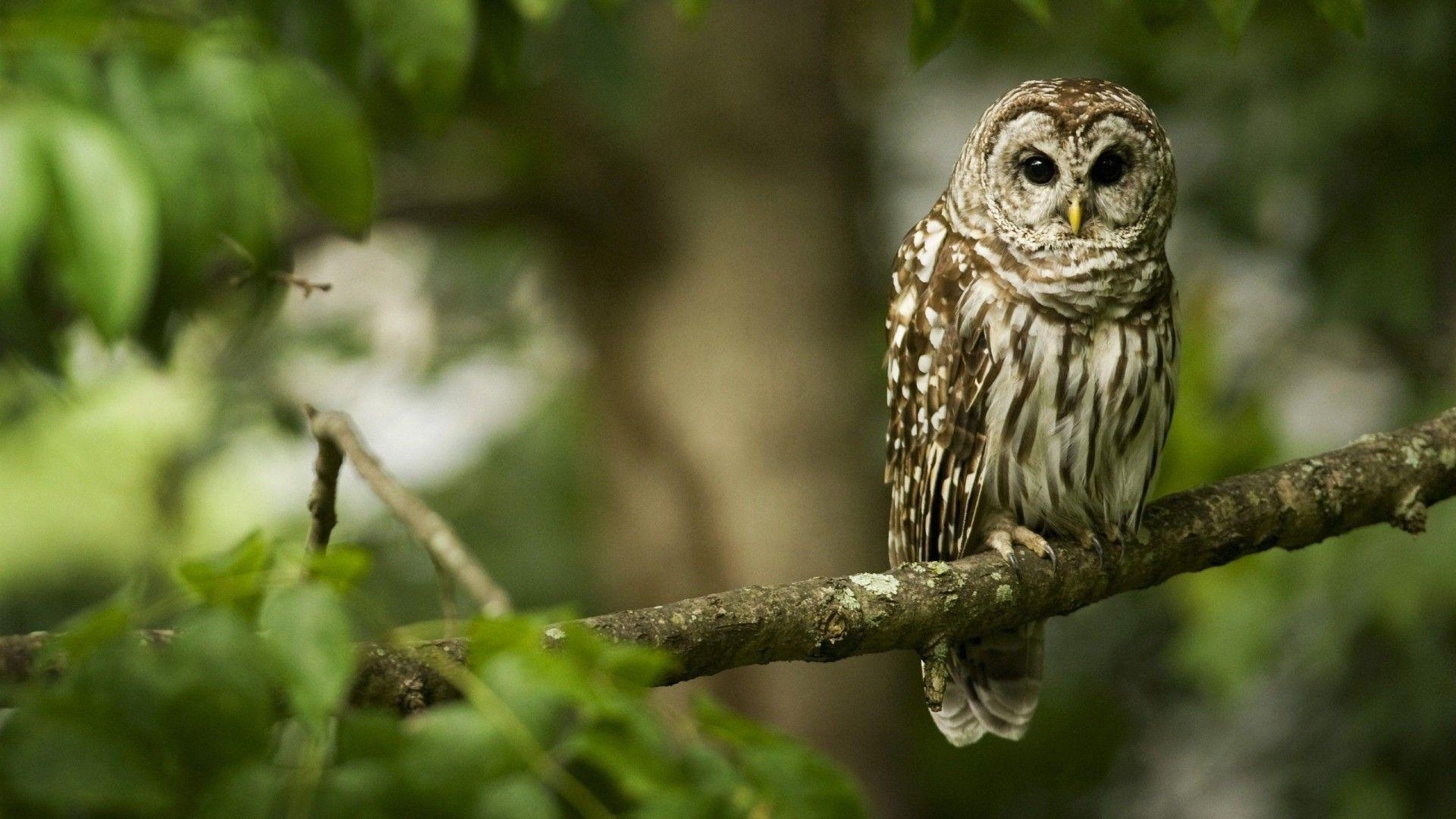 1920x1080 Barn Owl Bird Wallpaper For Desktop, Laptop and Mobile, Desktop