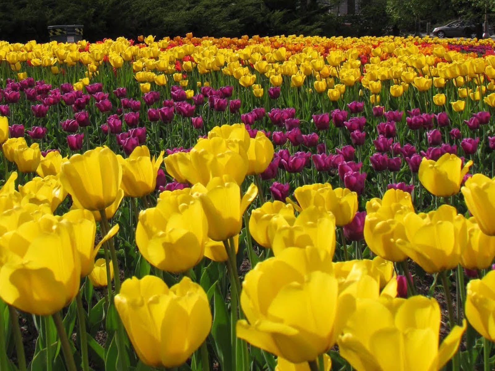 1600x1200 wallpaper: Ottawa Tulips, Desktop