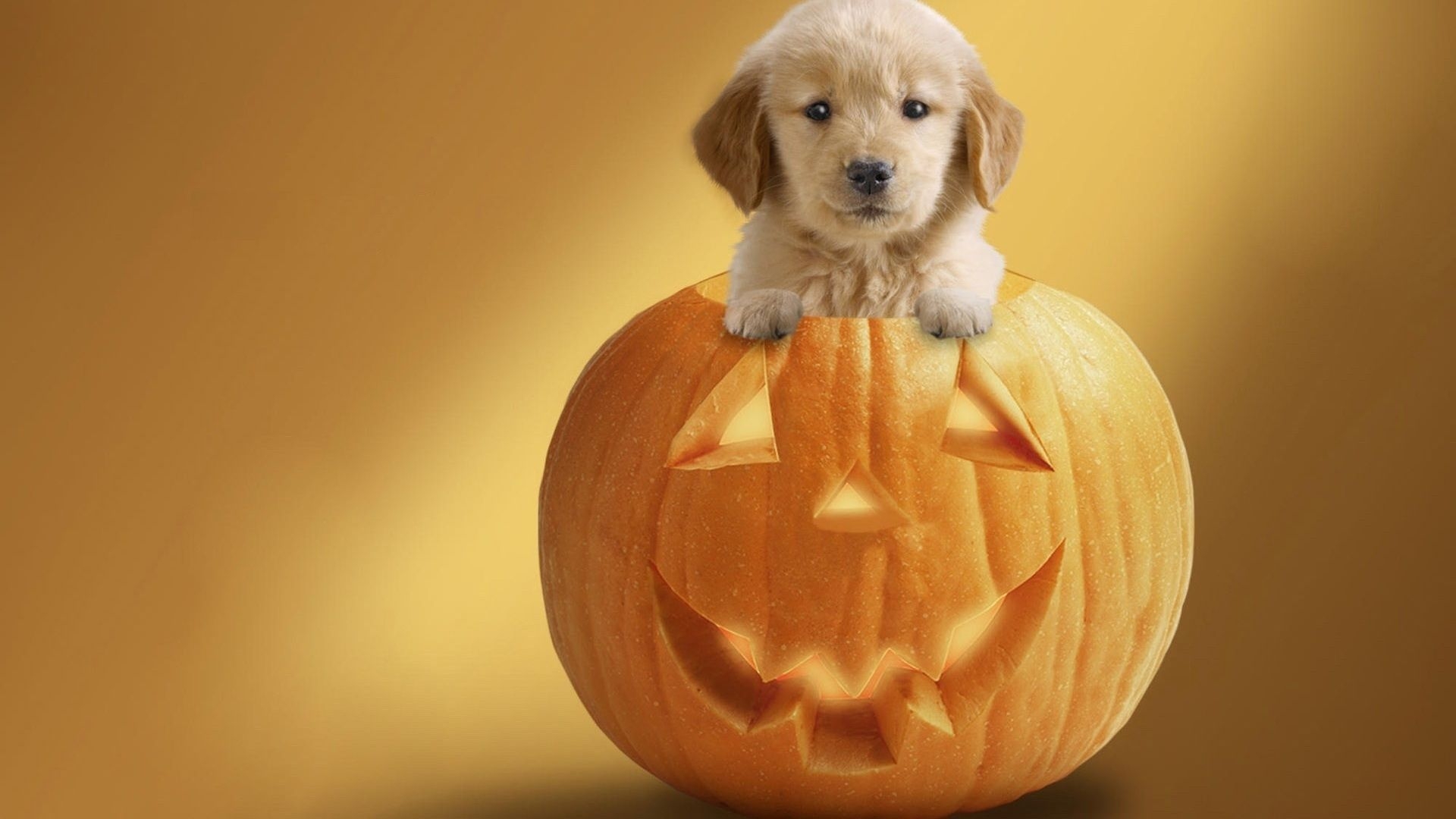 1920x1080 halloween dog pics. Halloween Dog wallpaper. Halloween puppy, Dog halloween, Cute puppies, Desktop